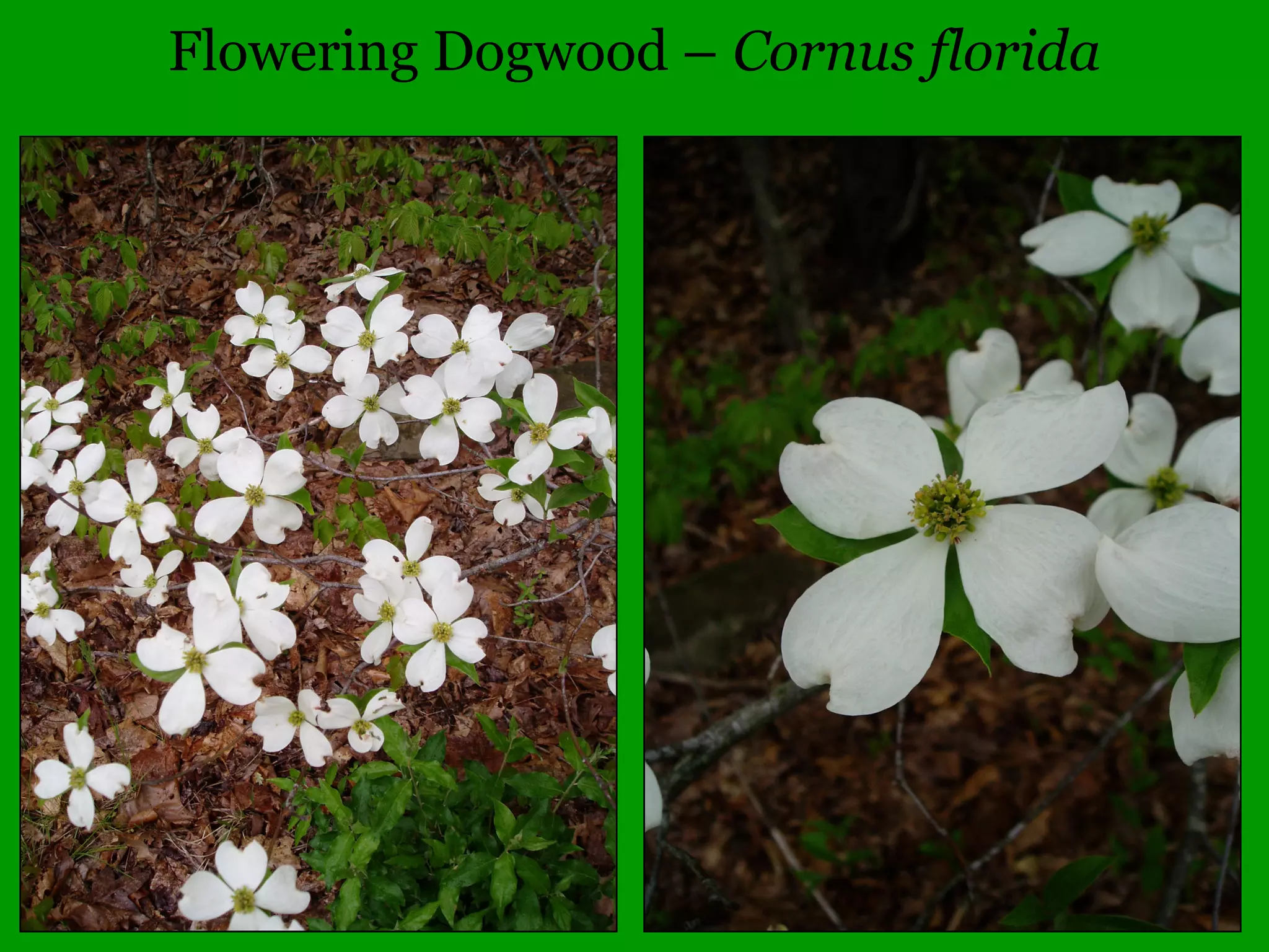 Dichotomous key demonstration
1.Needle-like or scale-like leaves
1. Leaves broad and flat
2. Leaves simple
2. Leaves compound
3. Leaves opposite or whorled
3. Leaves alternate
4. Leaves not toothed or lobed
4. Leaves toothed or lobed
5. Leaves toothed
5. Leaved lobed
 