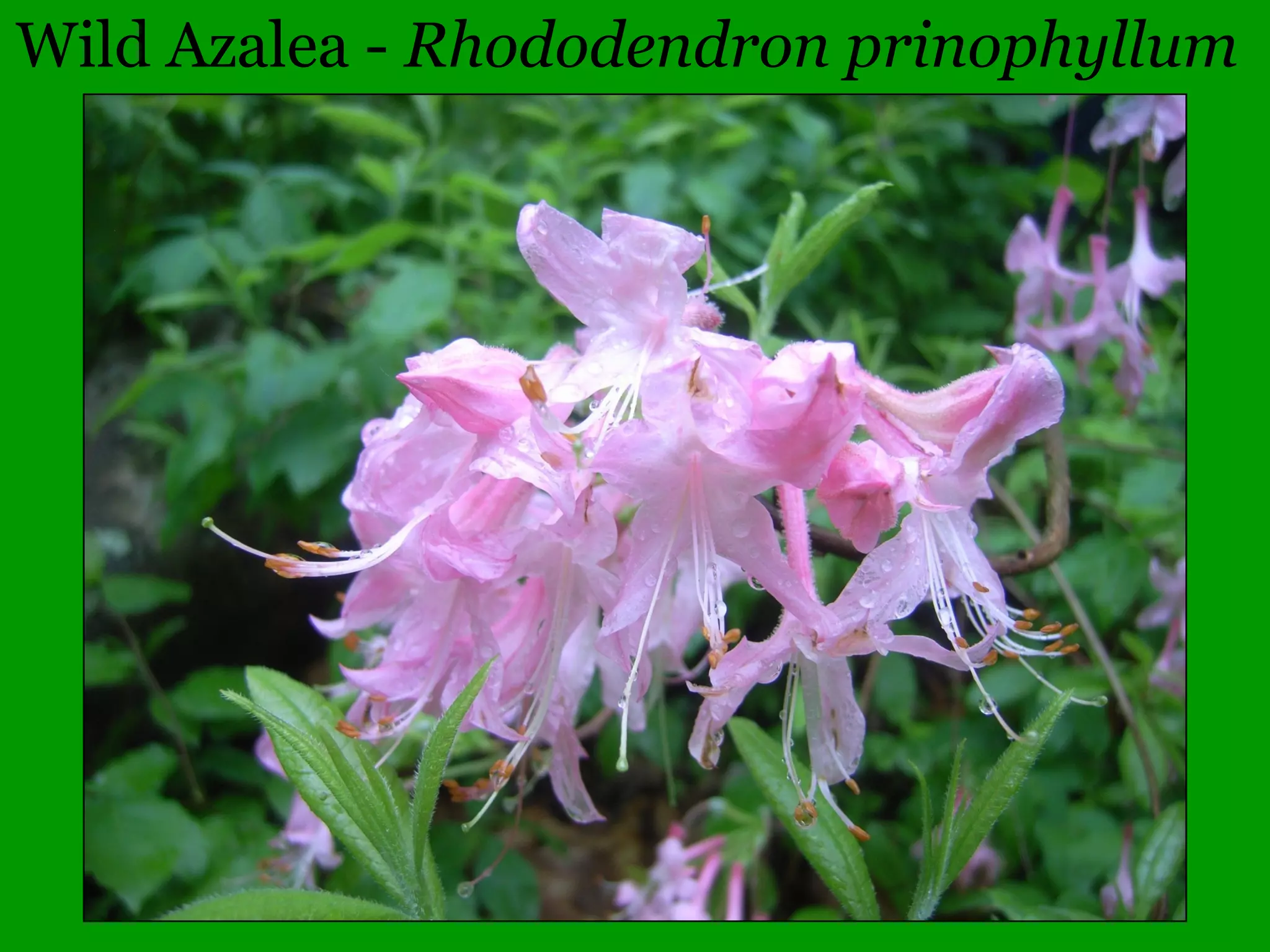 Coefficient of Conservatism
The native species most successful in badly
damaged habitats were given C values of 0.
At the other end of the spectrum, species
virtually restricted to natural areas in Illinois
received C values of 10.
(Taft et al. 1997)
Further reading
http://www.conservationresearchinstitute.org/assets/illinoisfqa.pdf
http://www.fws.gov/verobeach/Home/S1029%20Mortellaro%20mo
nograph.pdf
 
