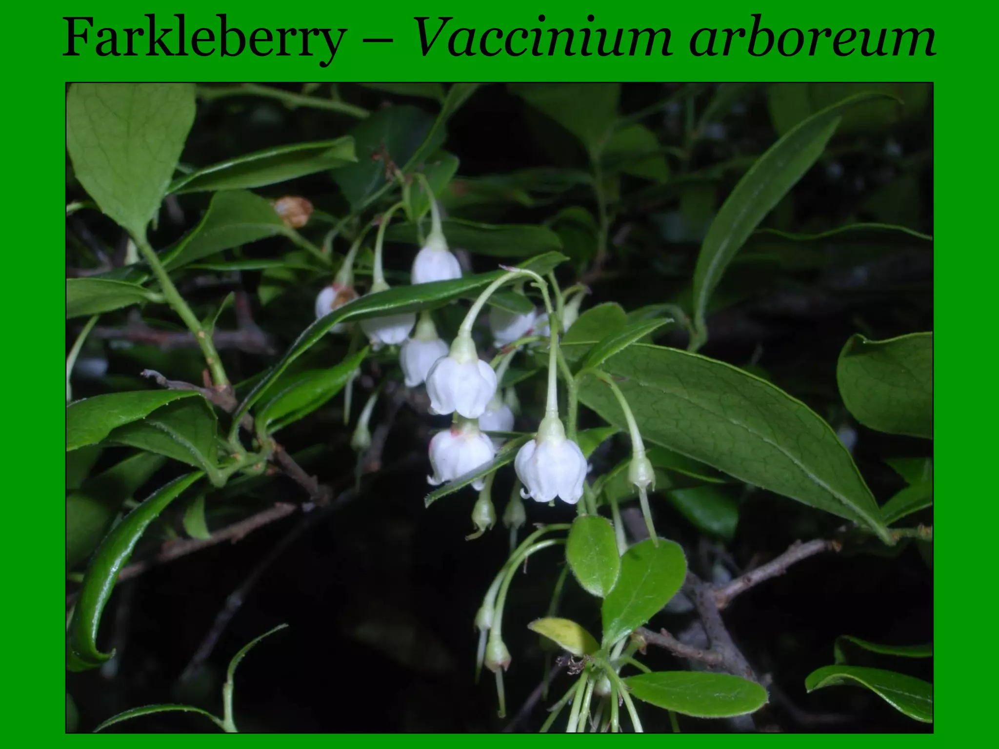 Erigenia link
http://www.ill-inps.org/Erigenia
T & E Species Link
http://www.dnr.illinois.gov/ESPB/Documents/2015_Ch
ecklistFINAL_for_webpage_051915.pdf
 