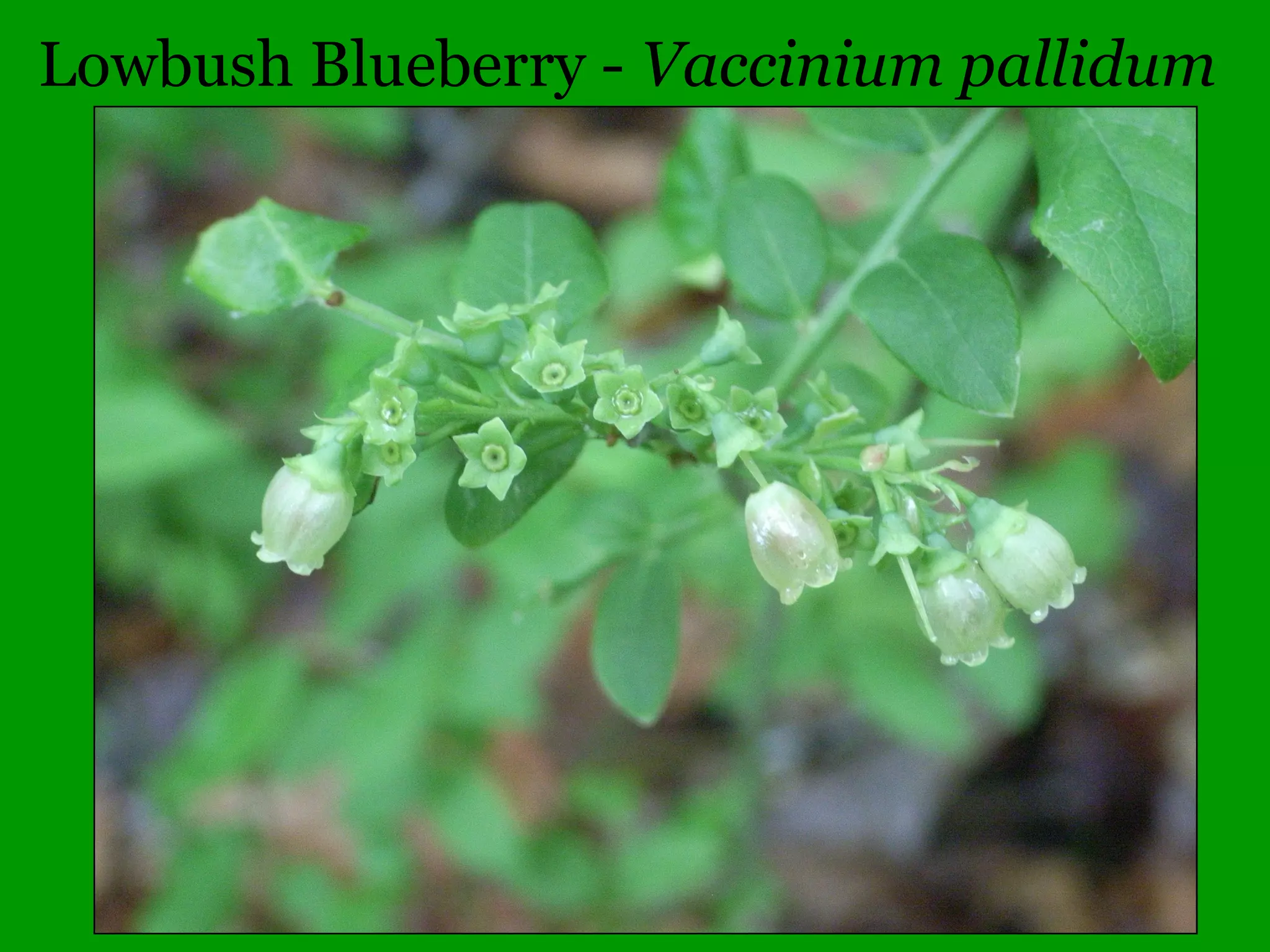 Gee whiz?! information
If you can’t tell a joke about it,
explain where the name comes
from, or tell story about the plant
then:
WHO CARES!!!
 