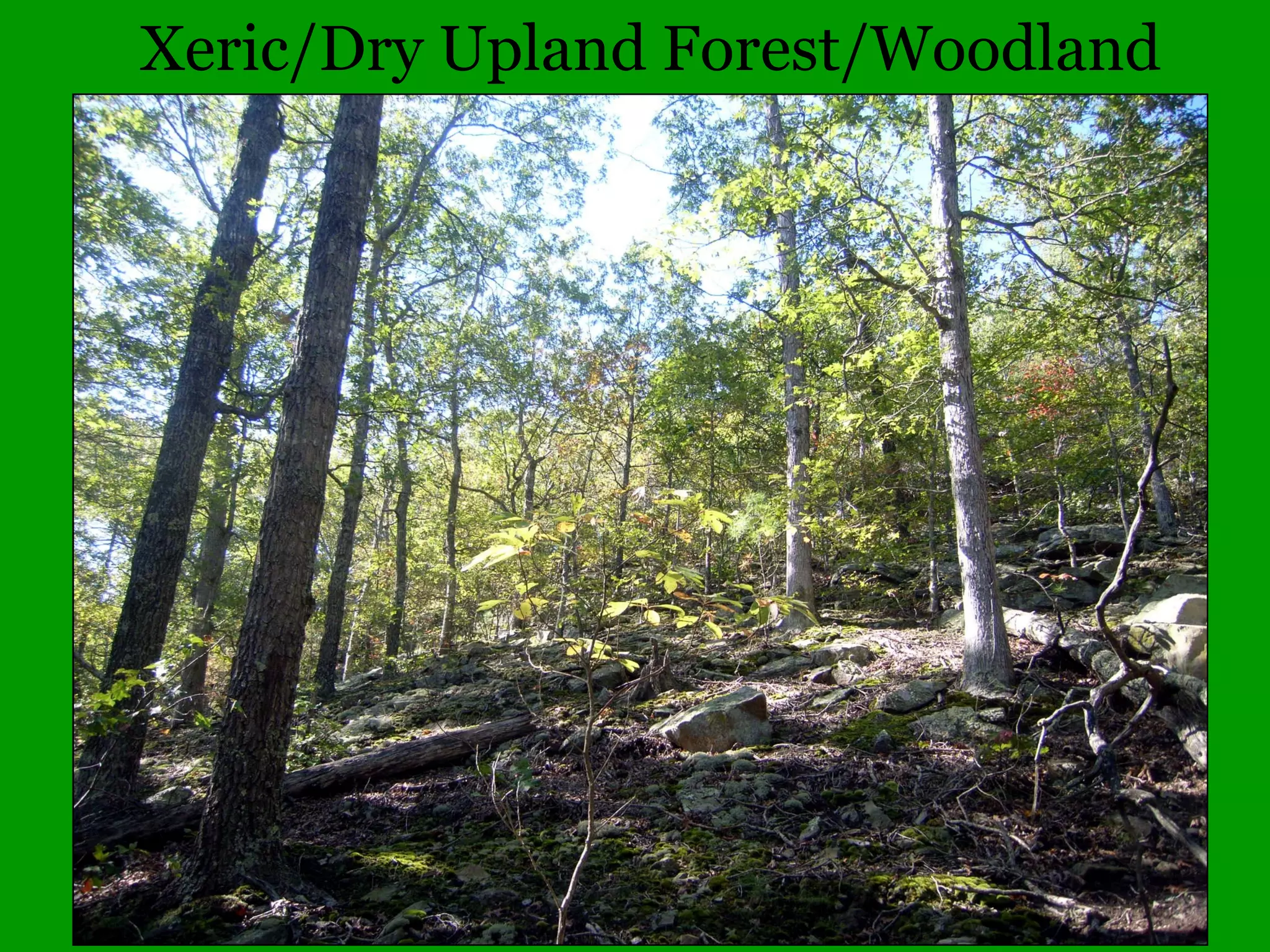 Illinois Gymnosperms
• Taxaceae – Yew family
– Taxus – 1 species
• canadensis (Canada Yew, rare)
• Taxodiaceae – Bald Cypress family
– Taxodium – 1 species
• distichum (Bald Cypress)
 