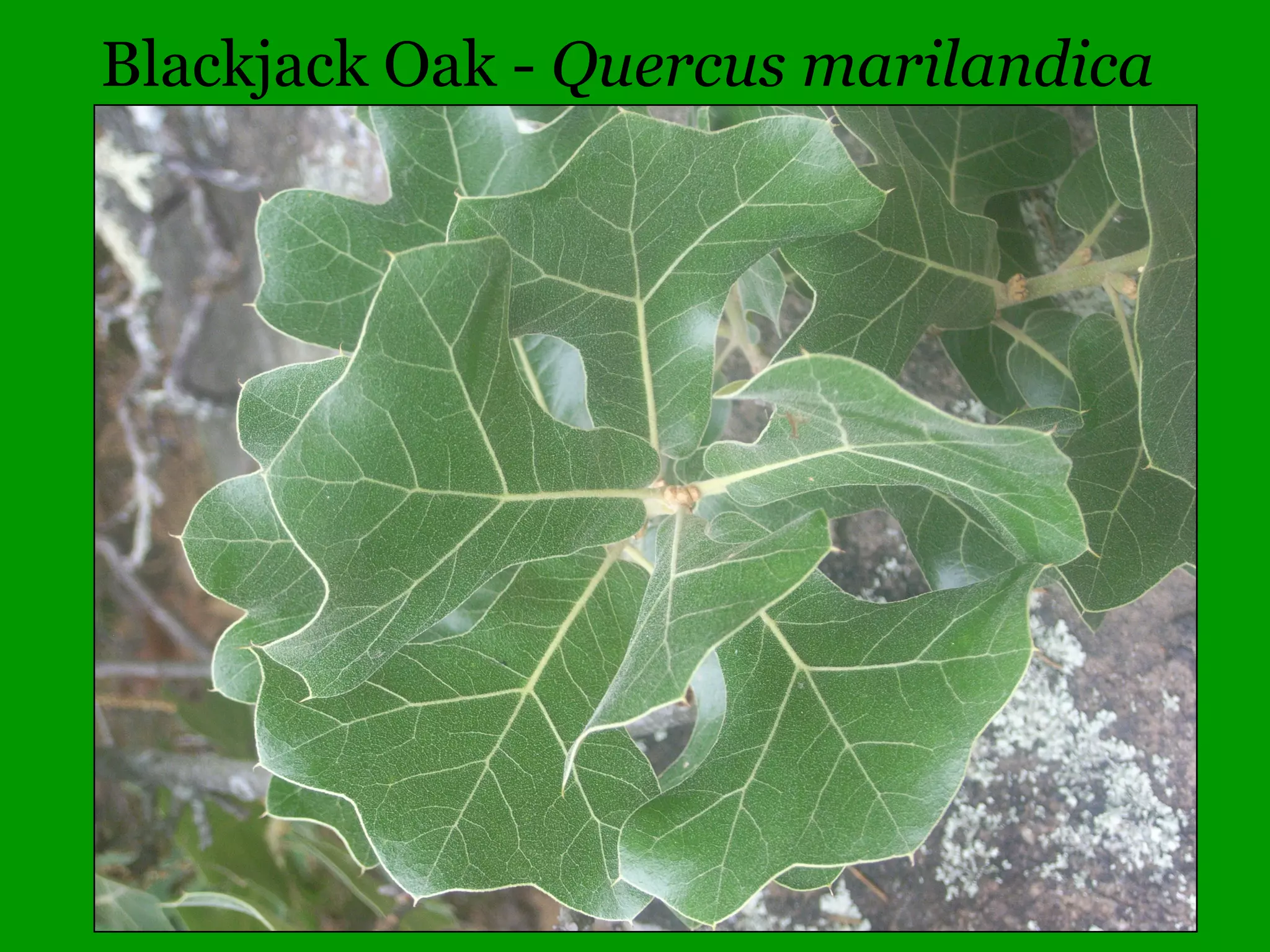 Cypress Swamp – Little Black Slough
 