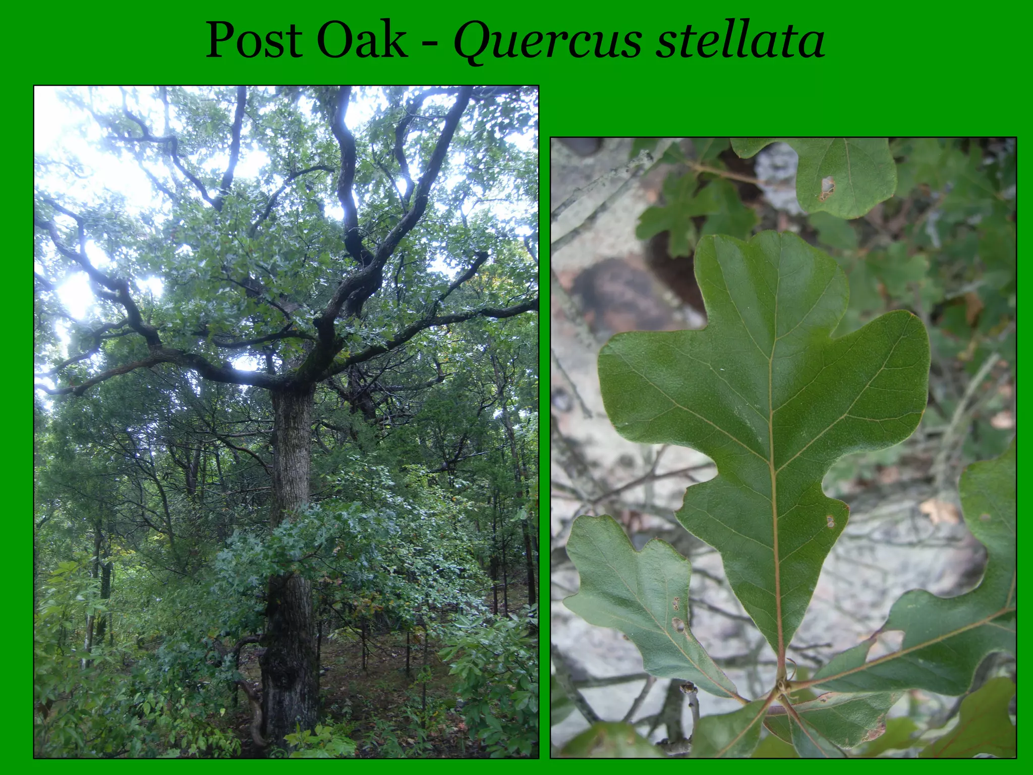 Common Woody Angiosperms
• Aceraceae (Maple family)
– Acer - 11 species
• barbatum (Southern Sugar Maple)
• campestre (Hedge Maple)
• ginnala (Amur Maple)
• negundo (Box Elder)
• nigrum (Black Maple)
• palmatum (Japanese Maple)
• platanoides (Norway Maple)
• pseudoplatanus (Sycamore Maple)
• rubrum (Red Maple)
• saccharinum (Silver Maple)
• saccharum (Sugar Maple)
 