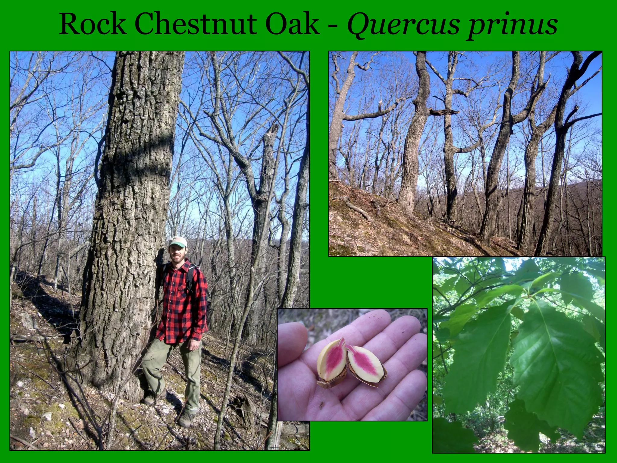 Common Woody Angiosperms
• Anacardiaceae (Cashew or Sumac family)
– Rhus – 4 species
• aromatica (Fragrant Sumac)
• copallina (Winged Sumac)
• glabra (Smooth Sumac)
• typhina (Staghorn Sumac)
– Toxicodendron – 4 species
• radicans (Poison Ivy)
• vernix (Poison Sumac)
 