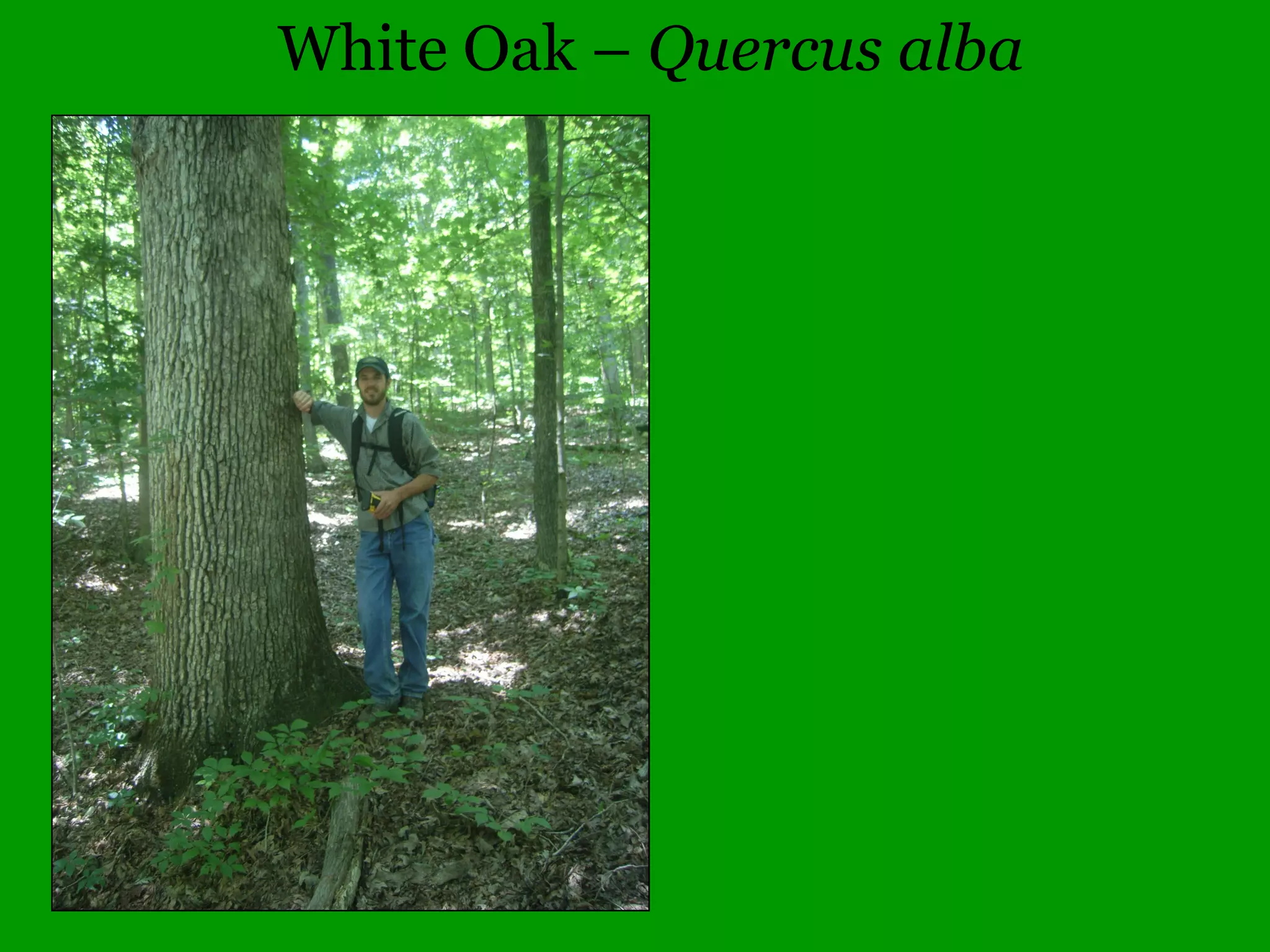 Common Woody Angiosperms
• Annonaceae (Custard Apple family)
– Asimina - 1 species
• triloba (paw-paw)
• Betulaceae (Birch family)
– Alnus – 3 species
• glutinosa (Black Alder)
• incana (Speckled Alder)
• serrulata (Smooth Alder)
 