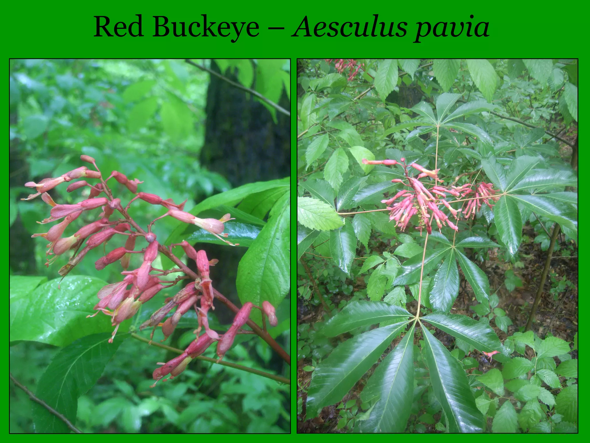 Common Woody Angiosperms
• Caprifoliaceae
– Sambucus – 2 species
• canadensis (Elderberry)
• racemosa (Red-berried Elder)
– Symphoricarpos – 1 species
• albus* (Snowberry)
• occidentalis (Wolfberry)
• orbiculatus (Coralberry)
 