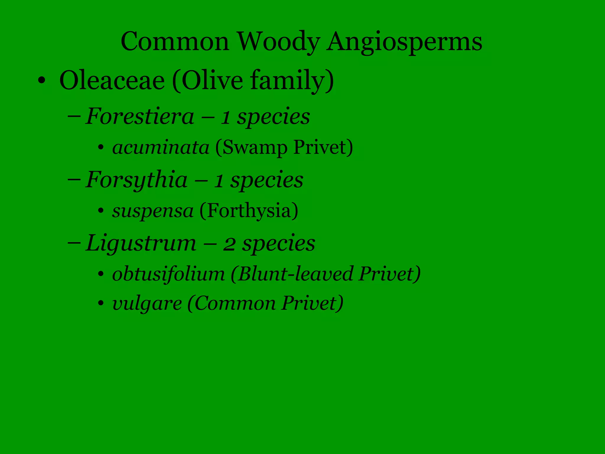 Common Woody Angiosperms
• Ebenaceae (Ebony family)
– Diospyros – 1 species
• virginiana (Persimmon)
 