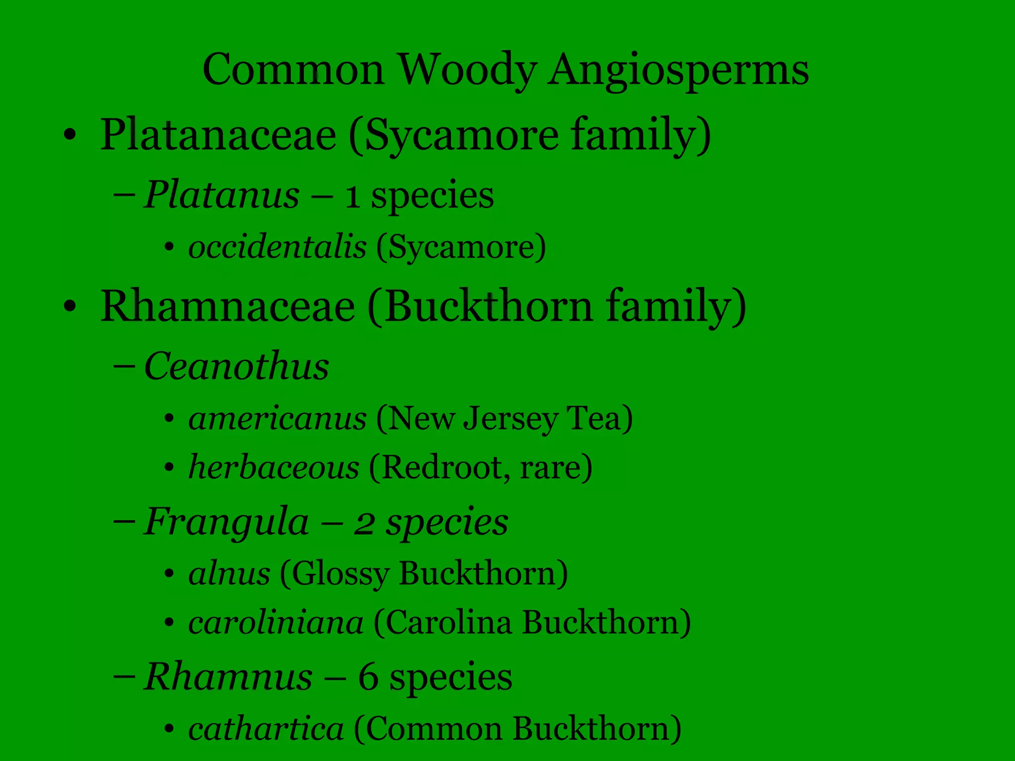 Lowbush Blueberry - Vaccinium pallidum
 