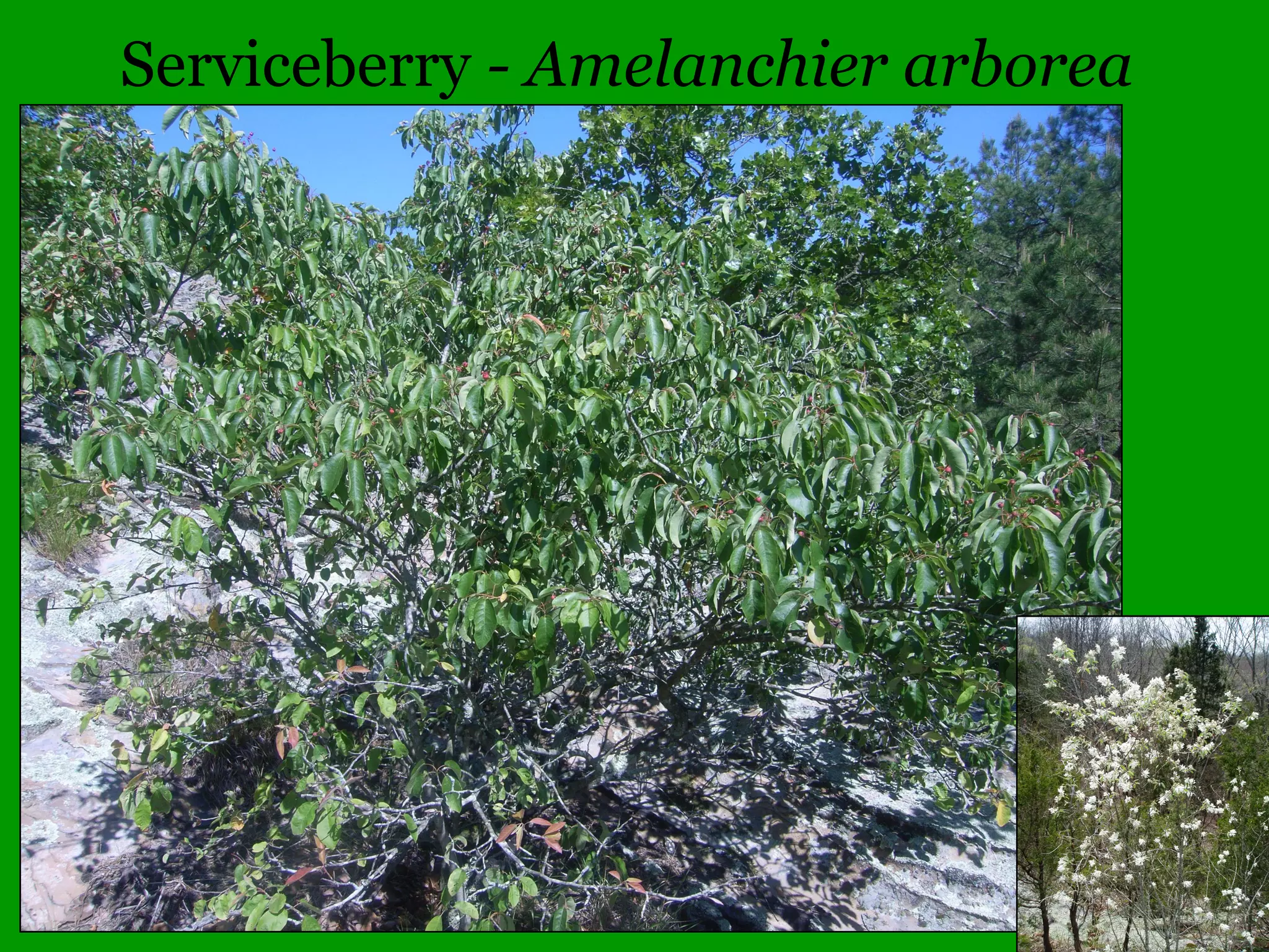 Common Woody Angiosperms
• Fabaceae (Bean/Pea family)
– Amorpha – 3 species
• canescens (Leadplant)
• fruticosa (False Indigo Bush)
• nitens (Smooth False Indigo, rare)
– Cladrastis – 1 species
• kentukea (Yellowwood, rare)
– Robinia – 1 species
• pseudoacacia (Black Locust)
 