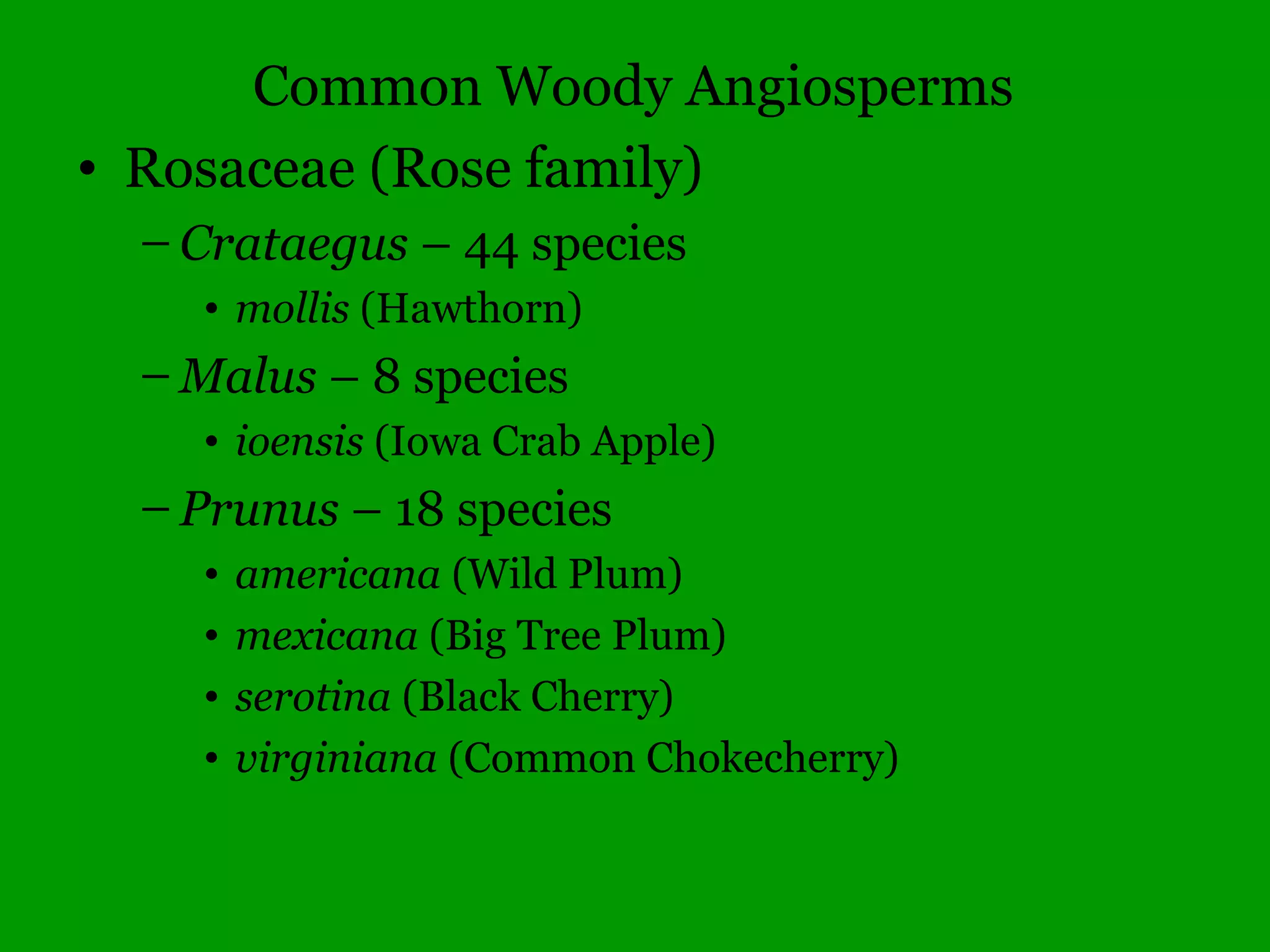 Common Woody Angiosperms
• Fagaceae (Beech family)
– Castanea – 1 species
• dentata (Chestnut)
– Fagus – 1 species
• grandifolia (American Beech)
 