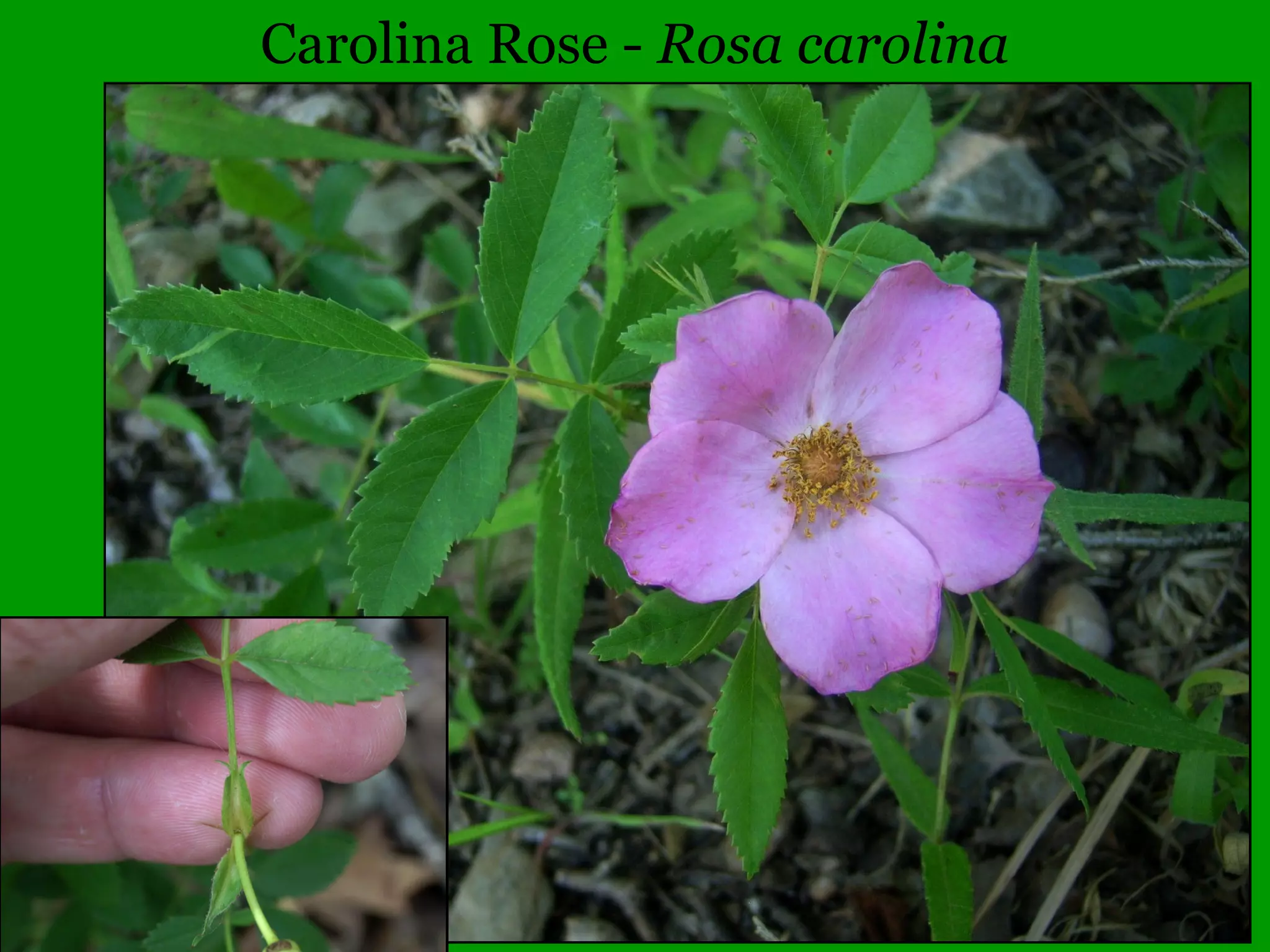 Common Woody Angiosperms
• Fagaceae (Beech family)
– Quercus – 21 species
• michauxii (Swamp Chestnut Oak)
• muhlenbergia (Chinquapin Oak)
• pagoda (Cherrybark Oak)
• palustris (Pin Oak)
• phellos (Willow Oak)
• prinus (Rock Chestnut Oak)
• rubra (Red Oak)
• shumardii (Shumard’s Oak)
• stellata (Post Oak)
• texana (Nuttall’s Oak)
• velutina (Black Oak)
 
