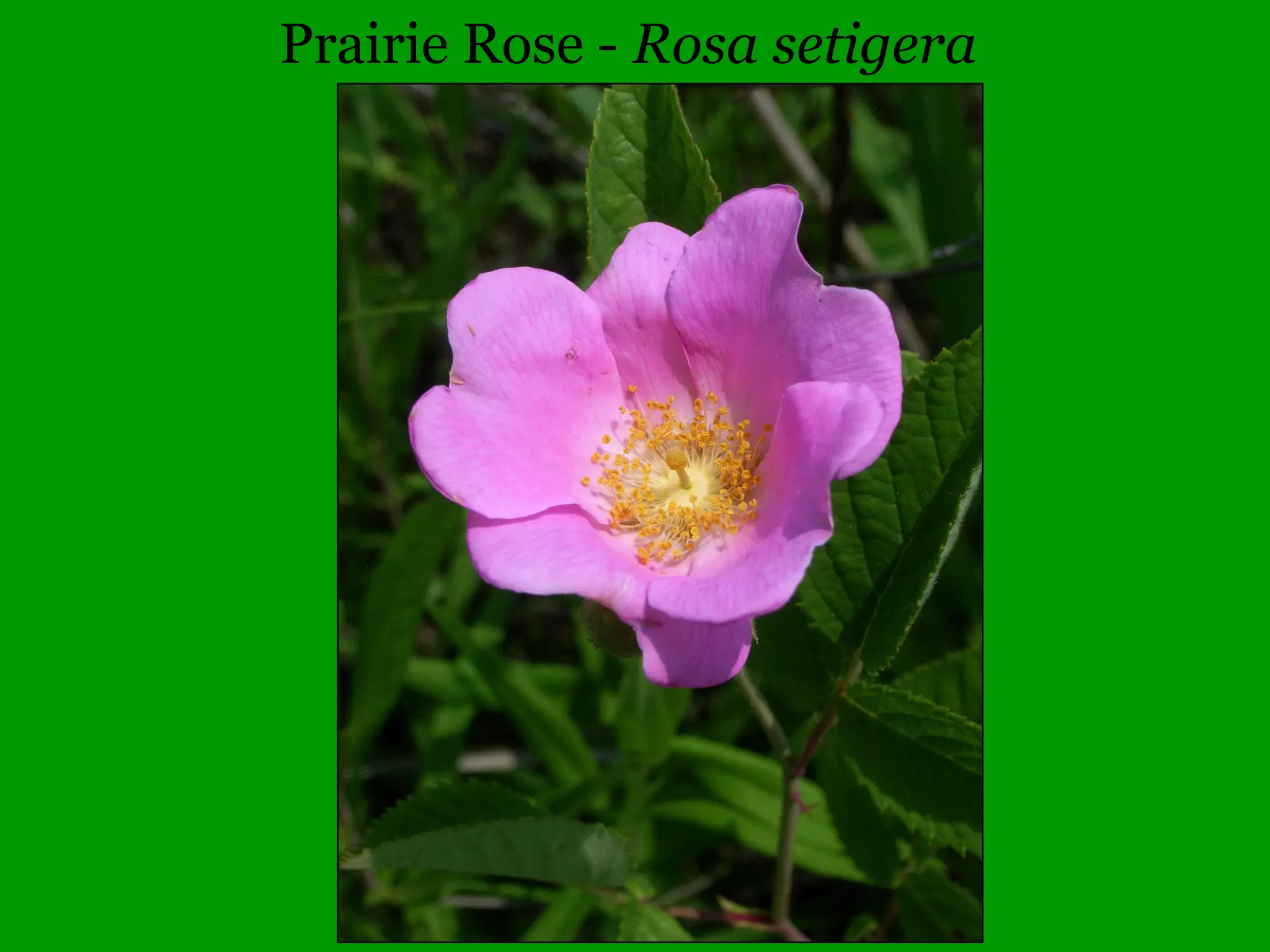 Blackjack Oak - Quercus marilandica
 