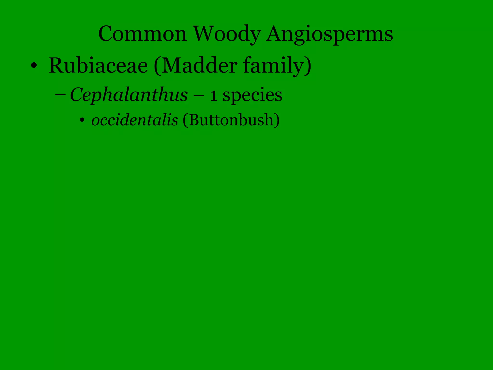 Common Woody Angiosperms
• Hamamelidaceae (Witch Hazel family)
– Hamamelis – 1 species
• virginiana (Witch Hazel)
– Liquidambar – 1 species
• styraciflua (Sweet Gum)
 