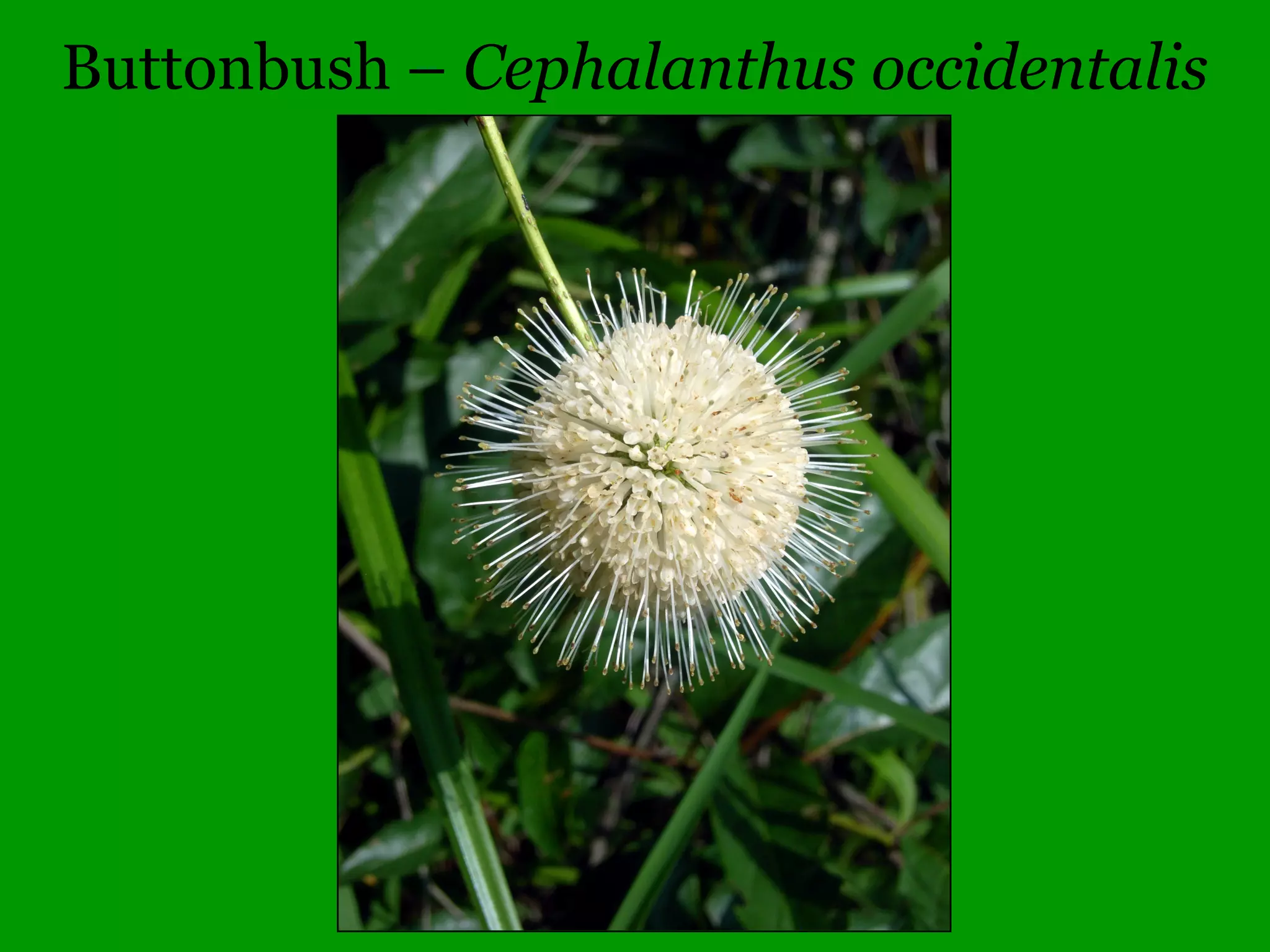 Common Woody Angiosperms
• Hippocastanaceae (Horse Chestnut family)
– Aesculus – 4 species
• flava (Sweet Buckeye, rare)
• glabra (Ohio Buckeye)
• hippocastanum (Horse Chestnut)
• pavia (Red Buckeye)
 