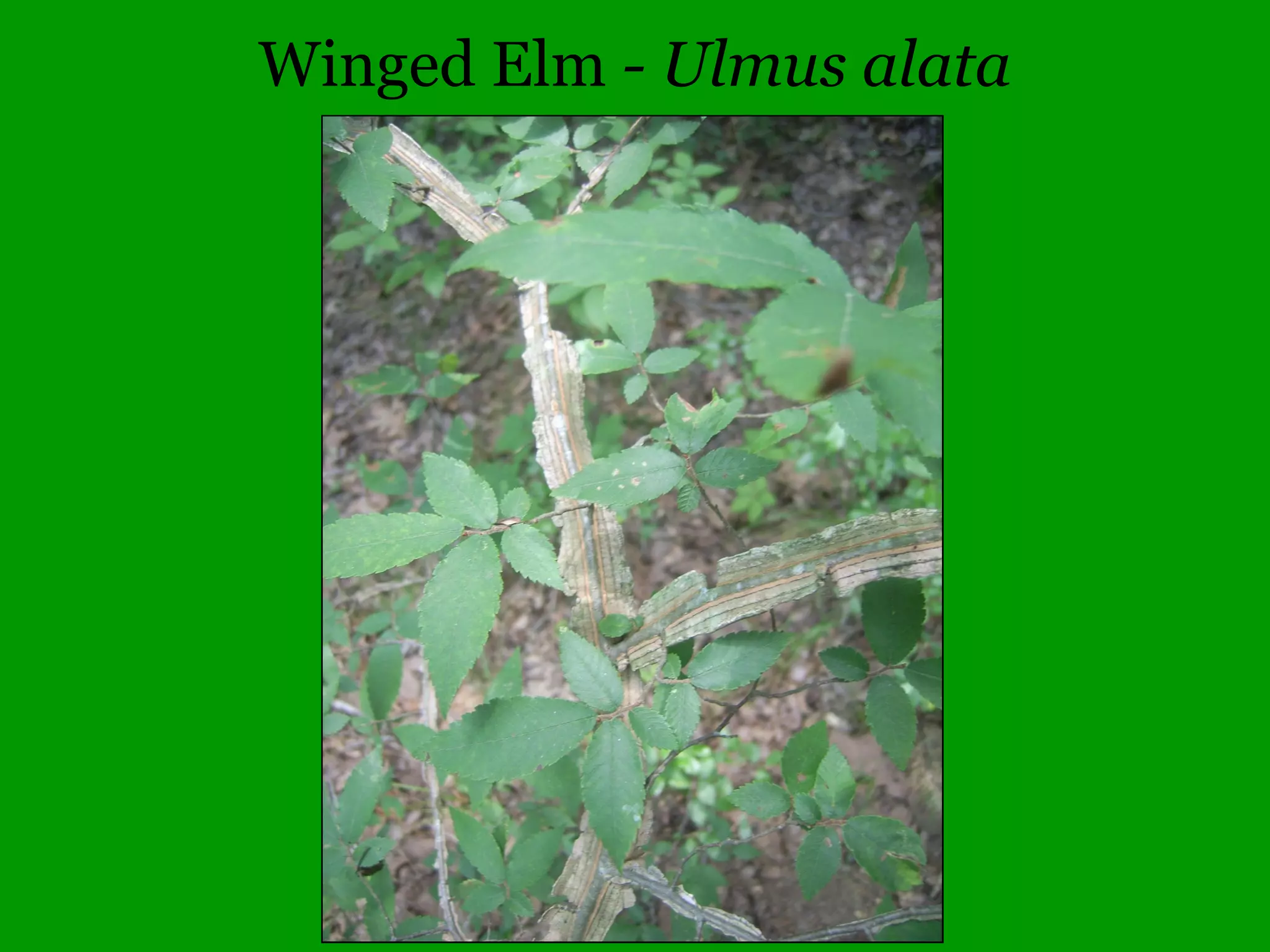 Common Woody Angiosperms
• Oleaceae (Olive family)
– Forestiera – 1 species
• acuminata (Swamp Privet)
– Forsythia – 1 species
• suspensa (Forthysia)
– Ligustrum – 2 species
• obtusifolium (Blunt-leaved Privet)
• vulgare (Common Privet)
 