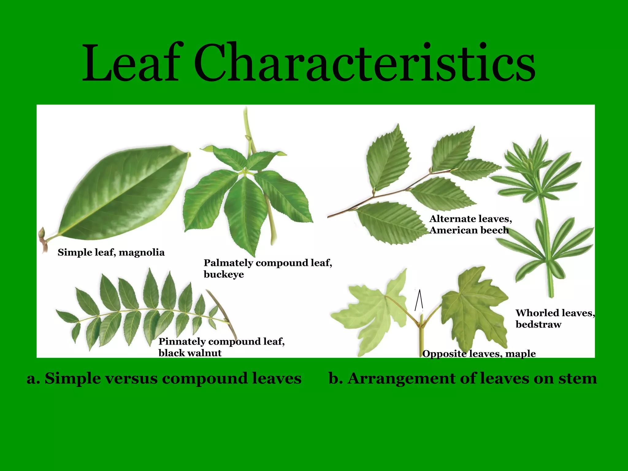 Common Woody Angiosperms
• Platanaceae (Sycamore family)
– Platanus – 1 species
• occidentalis (Sycamore)
• Rhamnaceae (Buckthorn family)
– Ceanothus
• americanus (New Jersey Tea)
• herbaceous (Redroot, rare)
– Frangula – 2 species
• alnus (Glossy Buckthorn)
• caroliniana (Carolina Buckthorn)
– Rhamnus – 6 species
• cathartica (Common Buckthorn)
 