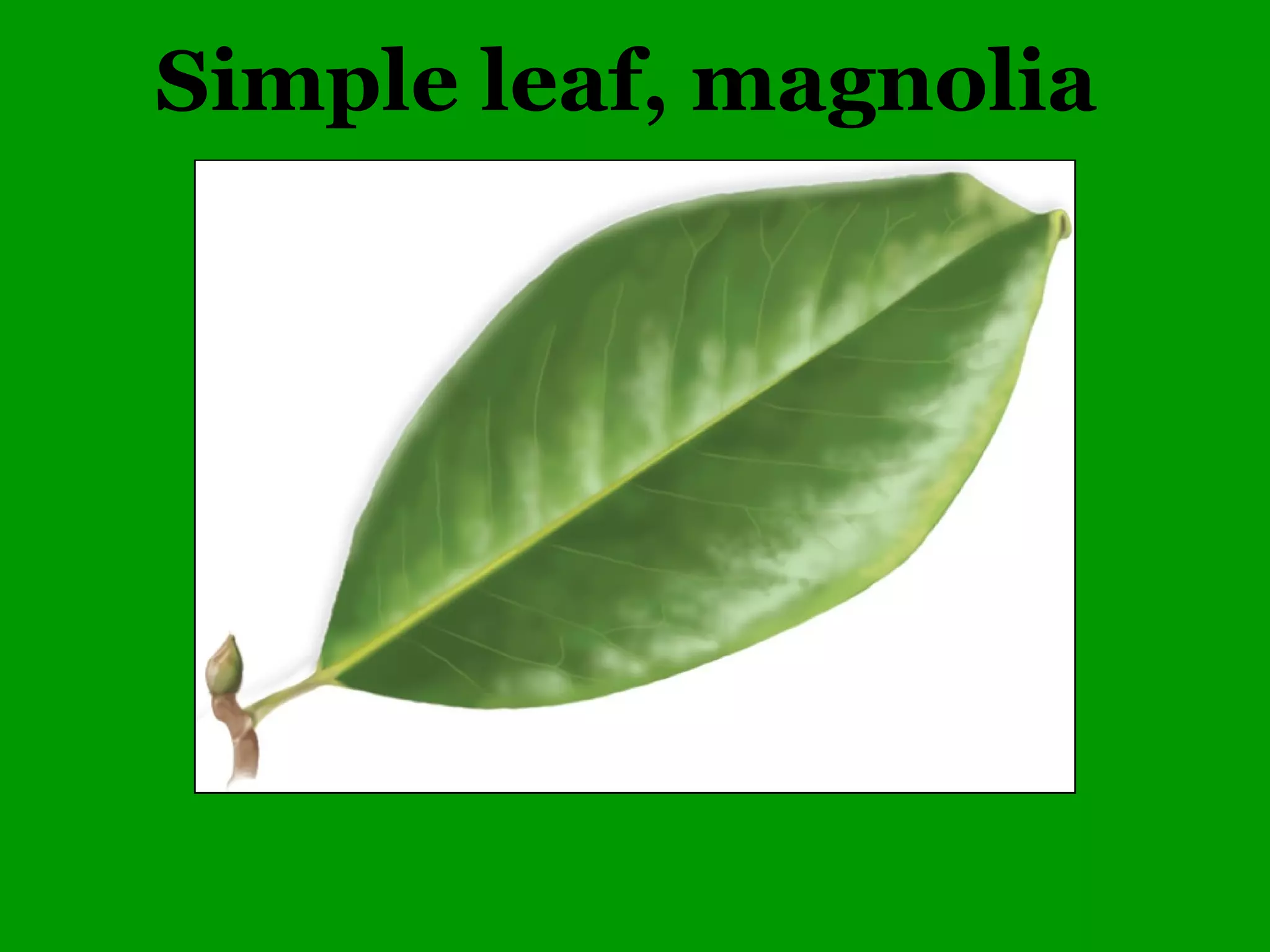 Common Woody Angiosperms
• Rosaceae (Rose family)
– Amelanchier – 5 species
• arborea (Serviceberry)
– Aronia – 2 species
• melanopcarpa (Black Chokeberry)
• prunifolia (Purple Chokeberry)
 