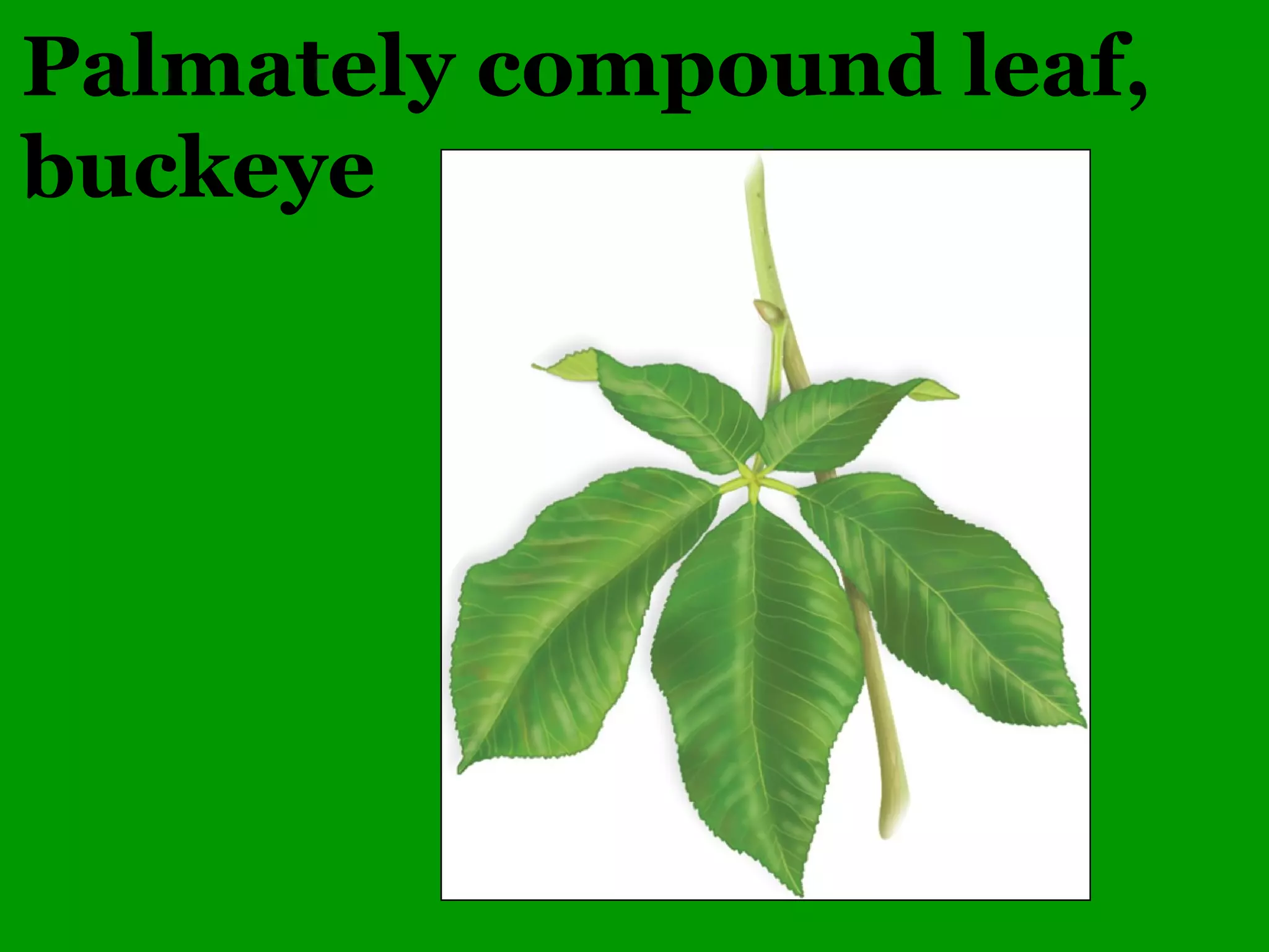 Common Woody Angiosperms
• Rosaceae (Rose family)
– Crataegus – 44 species
• mollis (Hawthorn)
– Malus – 8 species
• ioensis (Iowa Crab Apple)
– Prunus – 18 species
• americana (Wild Plum)
• mexicana (Big Tree Plum)
• serotina (Black Cherry)
• virginiana (Common Chokecherry)
 