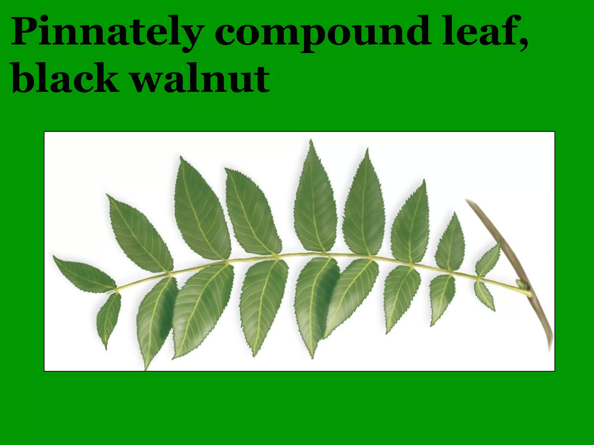 Common Woody Angiosperms
• Rosaceae (Rose family)
– Rosa (many species)
– Rubus (many species)
 