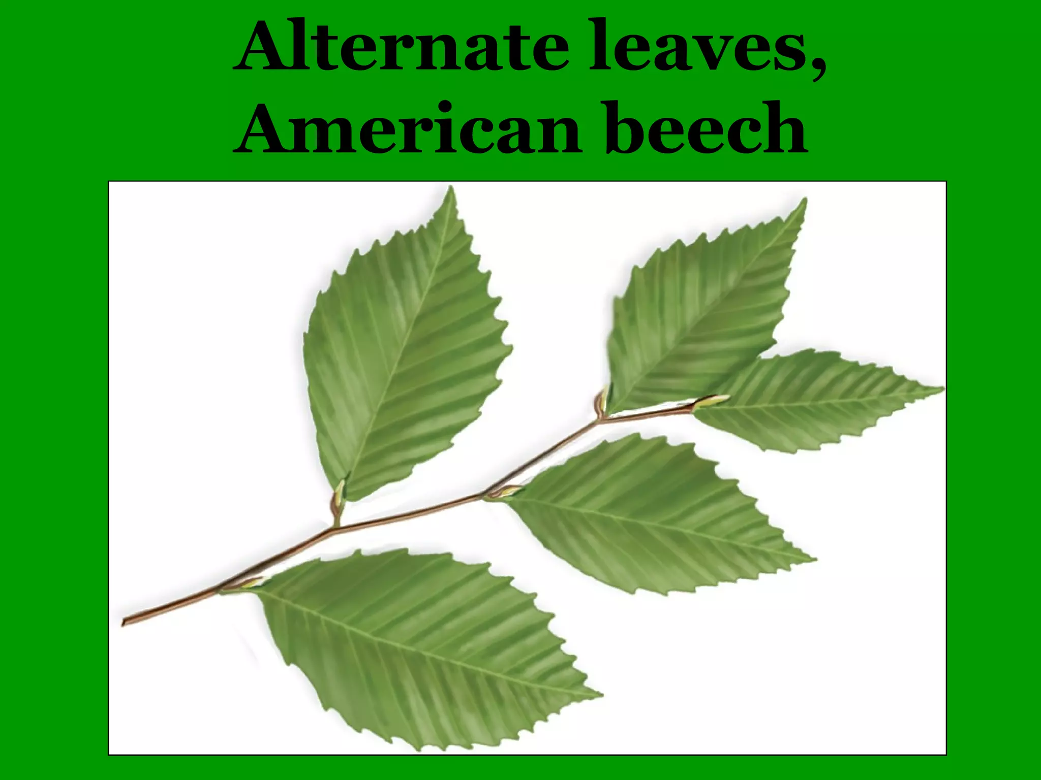 Common Woody Angiosperms
• Rubiaceae (Madder family)
– Cephalanthus – 1 species
• occidentalis (Buttonbush)
 