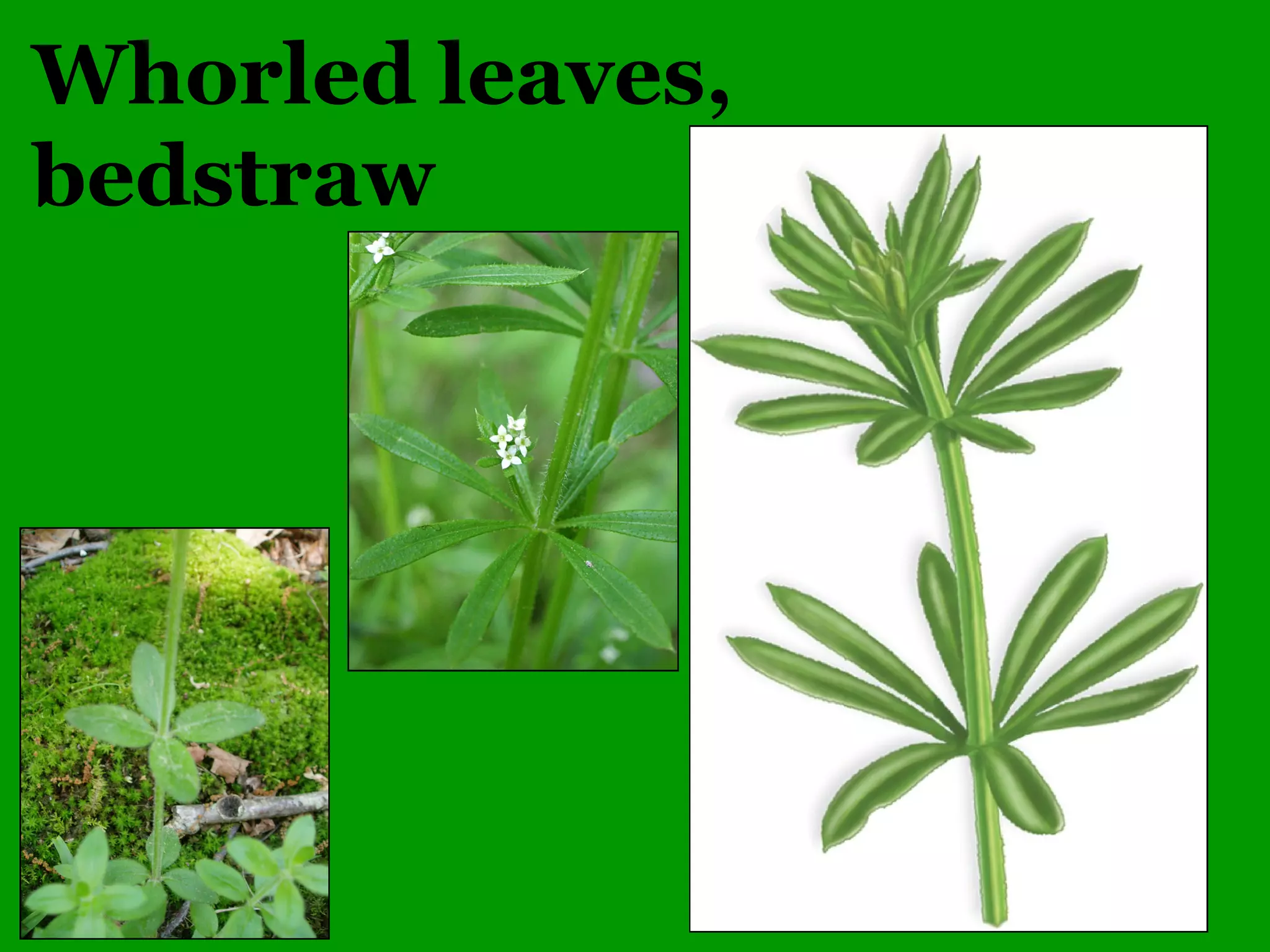 Common Woody Angiosperms
• Rutaceae (Citrus family)
– Ptelea – 1 species
• trifoliata (Wafer Ash)
– Zanthoxylum – 1 species
• americanum (Prickly Ash)
 