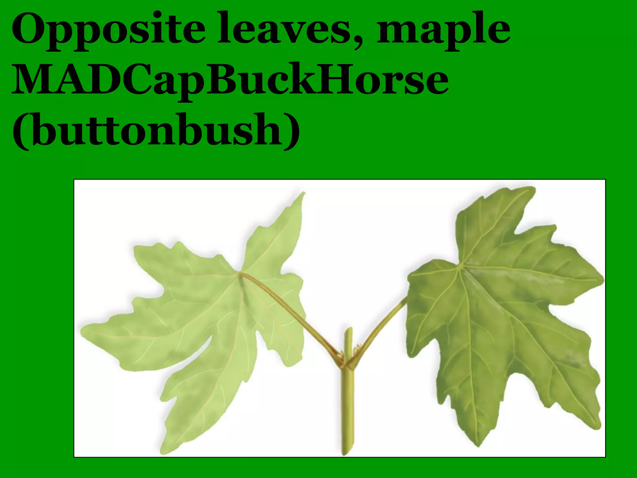 Common Woody Angiosperms
• Salicaceae (Willow family)
– Populus – 10 species
• alba (White Poplar)
• deltoides (Cottonwood)
• grandidentata (Large-toothed Aspen)
• heterophylla (Swamp Cottonwood)
• tremuloides (Quaking Aspen)
 