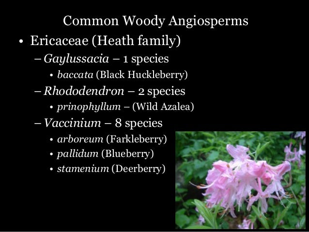 Tree ID and Ecology