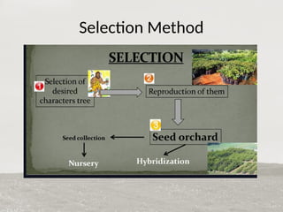 tree improvement in forestry plus tree and elite tree | PPTX