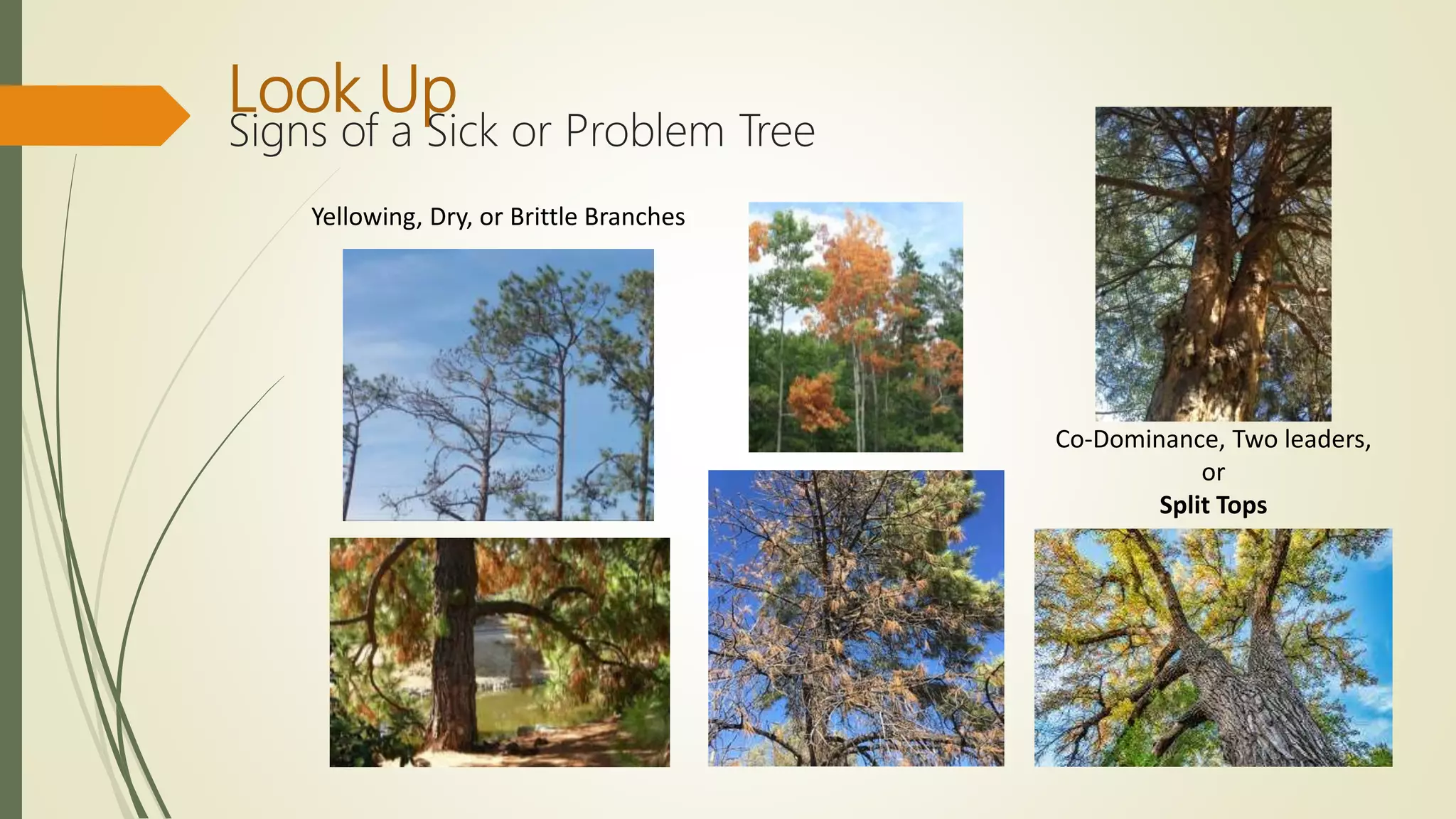 Look Up
Signs of a Sick or Problem Tree
Yellowing, Dry, or Brittle Branches
Co-Dominance, Two leaders,
or
Split Tops
 