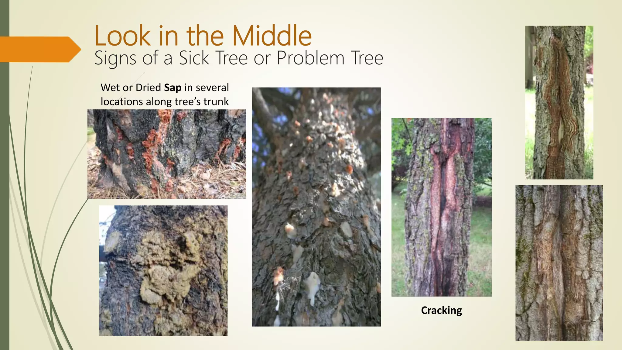 Cracking
Look in the Middle
Signs of a Sick Tree or Problem Tree
Wet or Dried Sap in several
locations along tree’s trunk
 