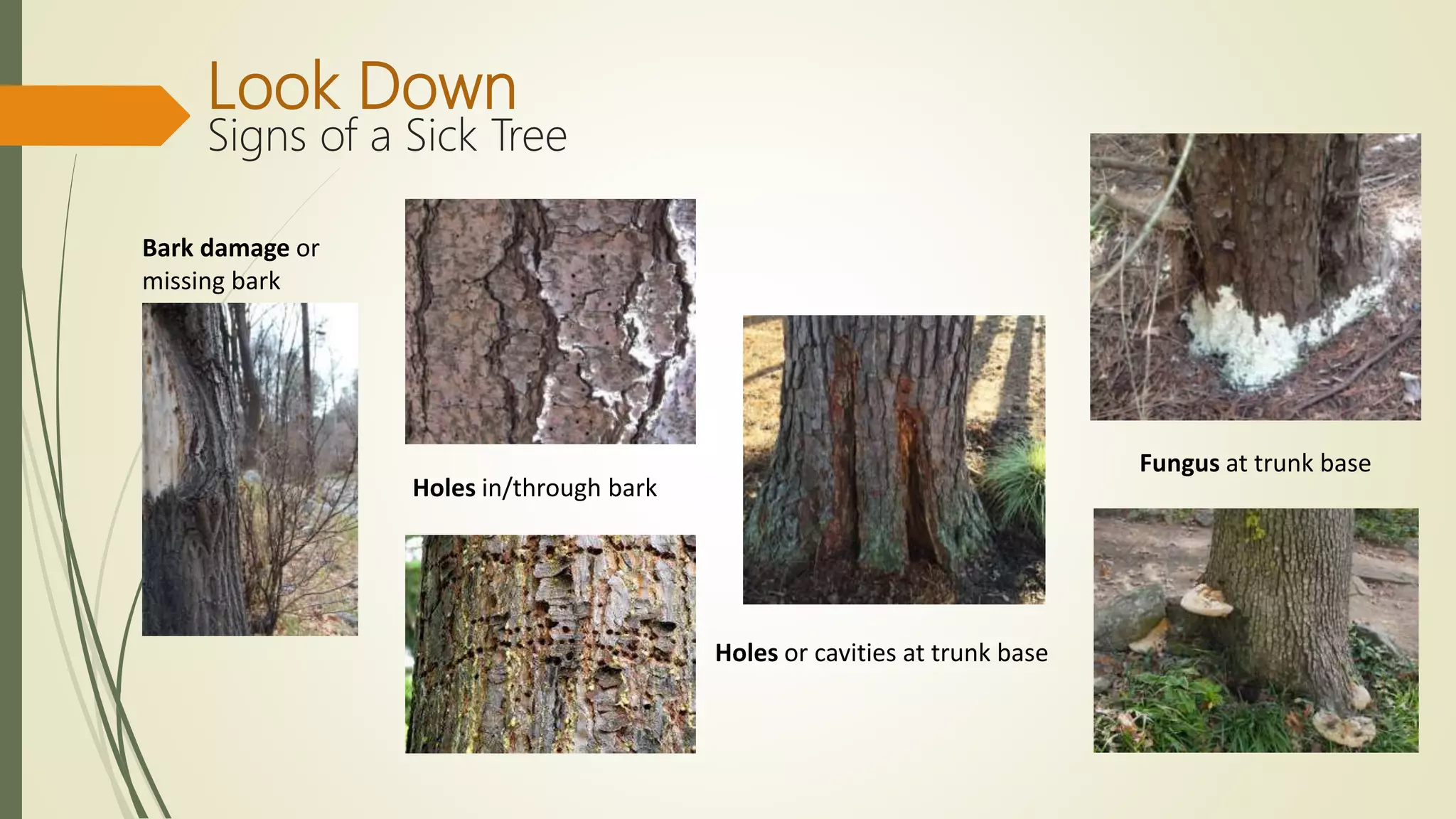 Look Down
Signs of a Sick Tree
Bark damage or
missing bark
Holes in/through bark
Holes or cavities at trunk base
Fungus at trunk base
 