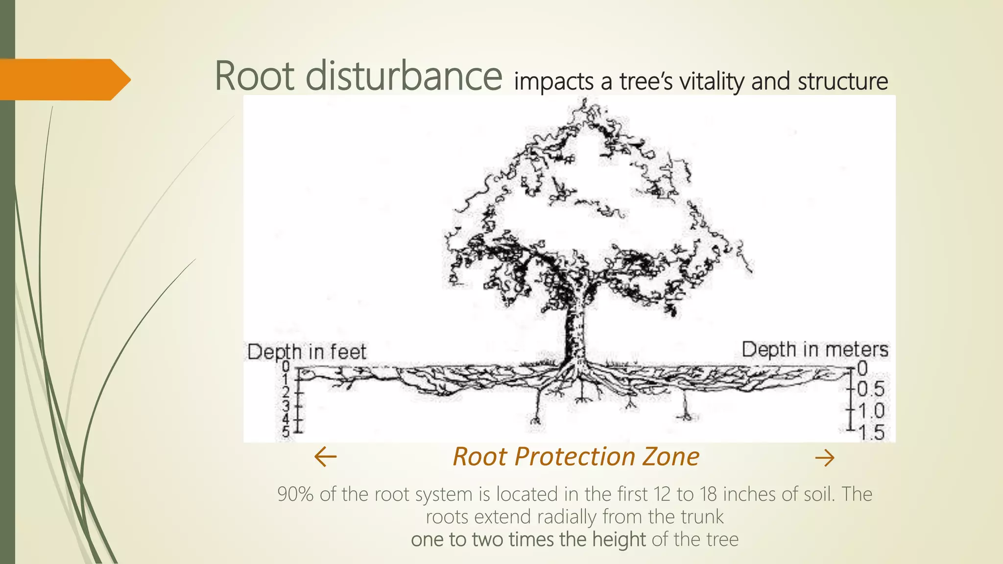 Root disturbance impacts a tree’s vitality and structure
← Root Protection Zone →
90% of the root system is located in the first 12 to 18 inches of soil. The
roots extend radially from the trunk
one to two times the height of the tree
 