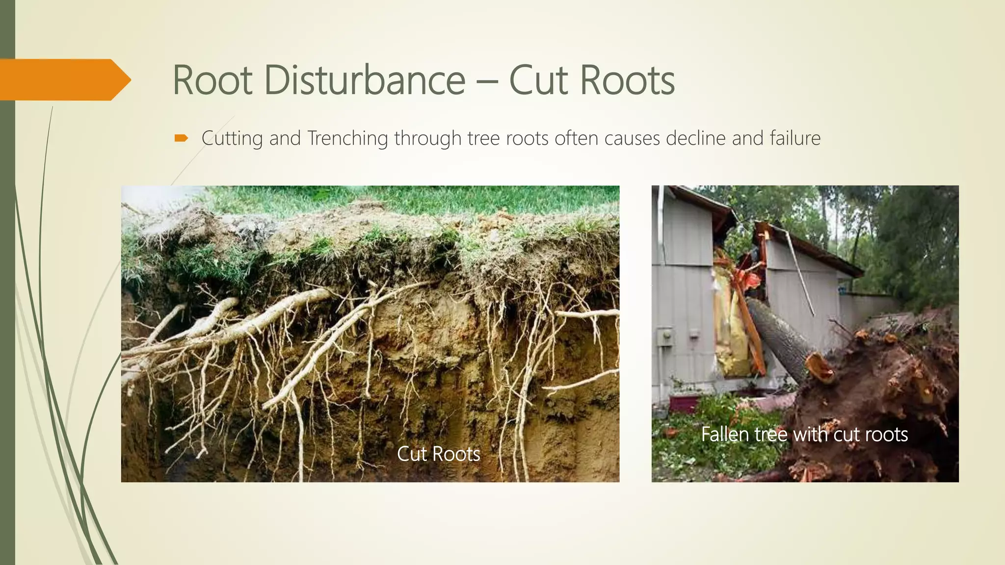 Root Disturbance – Cut Roots
 Cutting and Trenching through tree roots often causes decline and failure
Cut Roots
Fallen tree with cut roots
 
