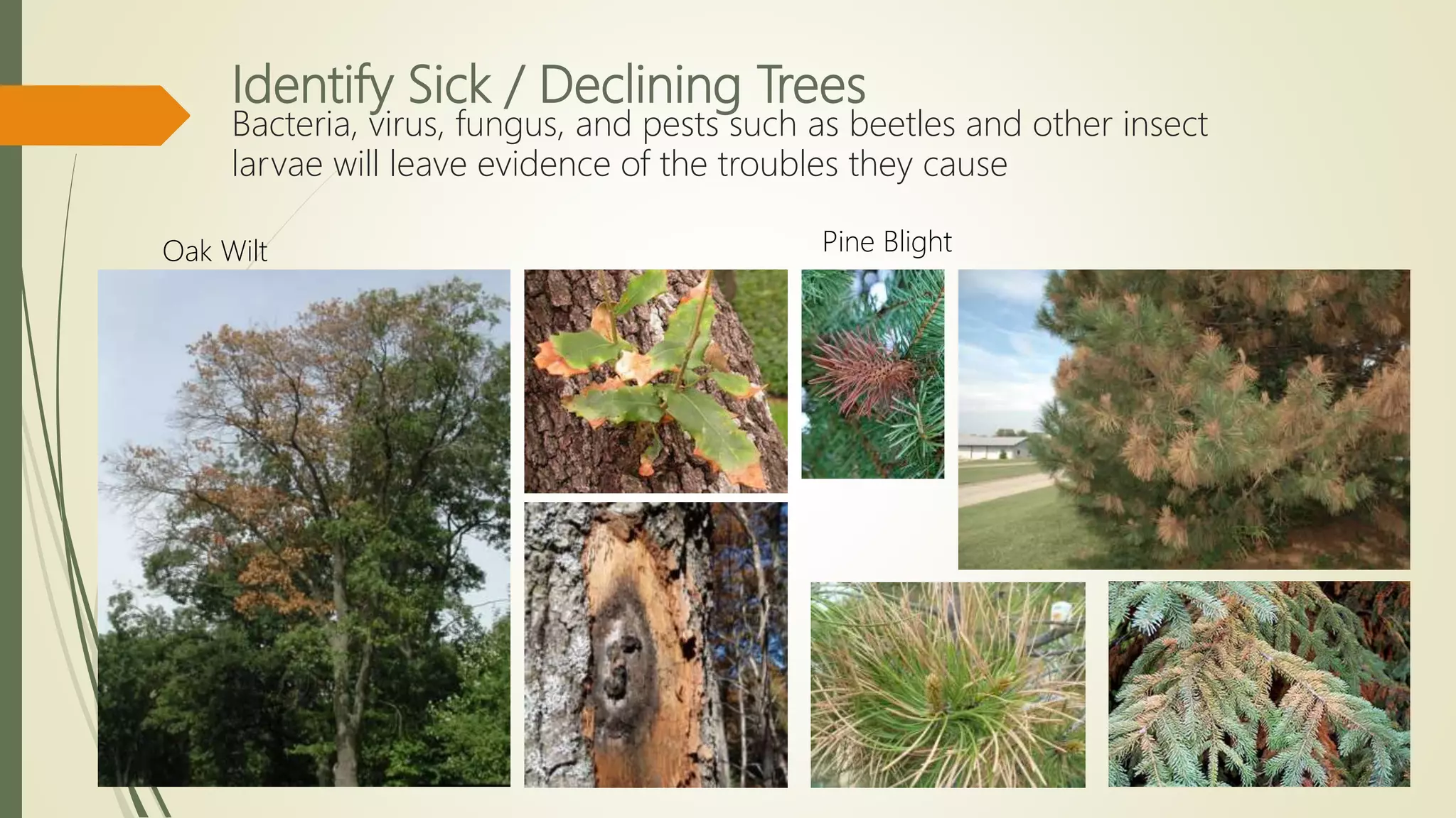 Identify Sick / Declining Trees
Bacteria, virus, fungus, and pests such as beetles and other insect
larvae will leave evidence of the troubles they cause
Oak Wilt Pine Blight
 