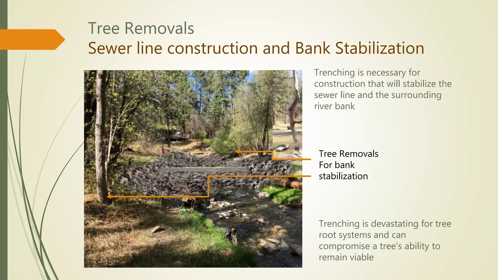 Tree Removals
Sewer line construction and Bank Stabilization
Tree Removals
For bank
stabilization
Trenching is necessary for
construction that will stabilize the
sewer line and the surrounding
river bank
Trenching is devastating for tree
root systems and can
compromise a tree’s ability to
remain viable
 