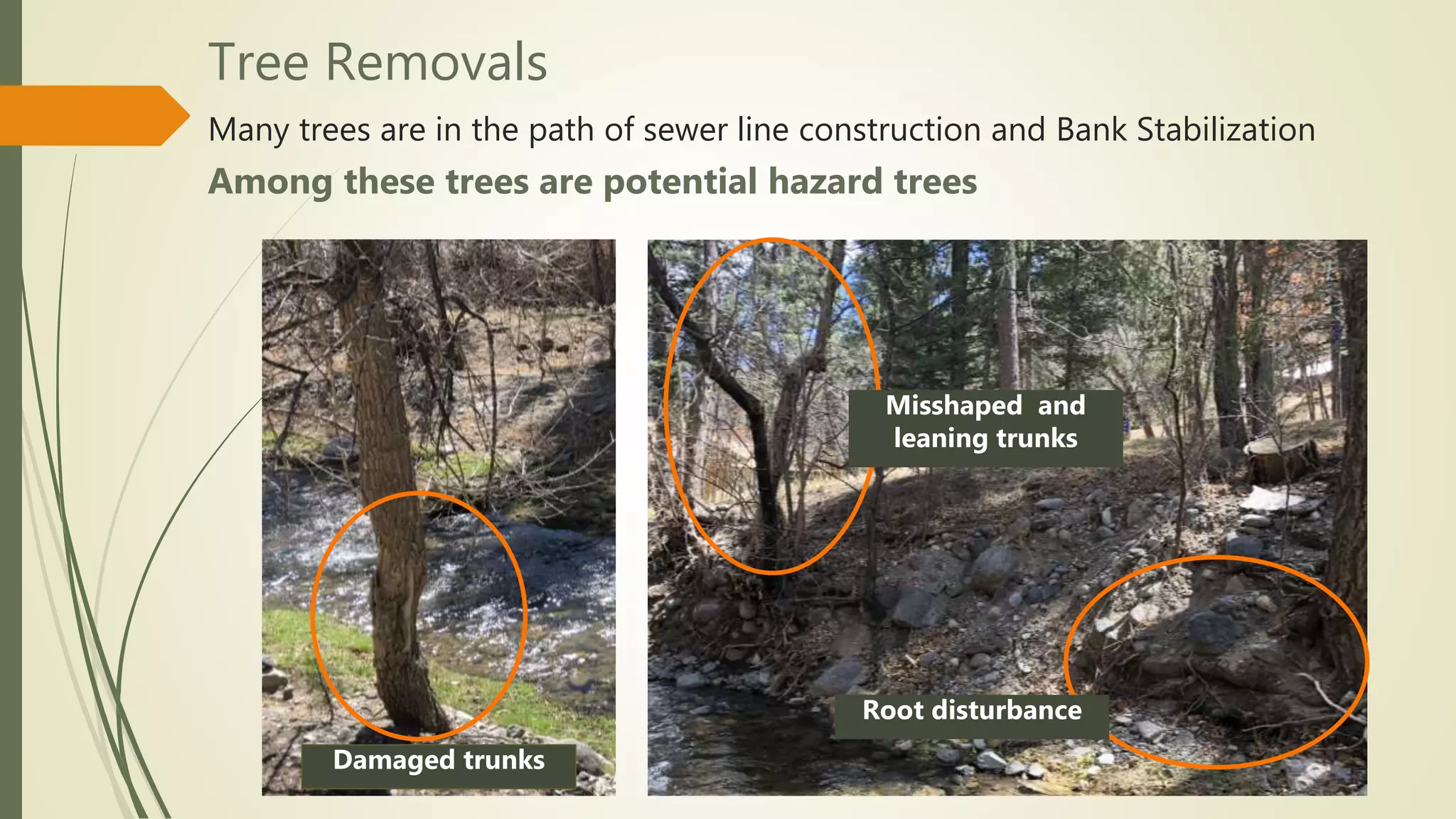 Many trees are in the path of sewer line construction and Bank Stabilization
Among these trees are potential hazard trees
Root disturbance
Misshaped and
leaning trunks
Damaged trunks
Tree Removals
 