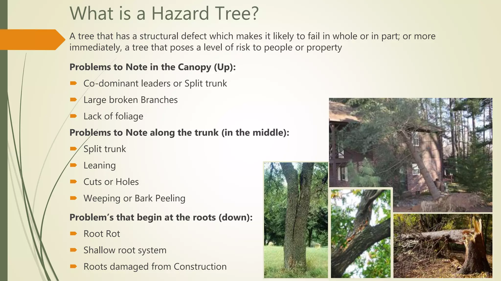 What is a Hazard Tree?
Problems to Note in the Canopy (Up):
 Co-dominant leaders or Split trunk
 Large broken Branches
 Lack of foliage
A tree that has a structural defect which makes it likely to fail in whole or in part; or more
immediately, a tree that poses a level of risk to people or property
Problem’s that begin at the roots (down):
 Root Rot
 Shallow root system
 Roots damaged from Construction
Problems to Note along the trunk (in the middle):
 Split trunk
 Leaning
 Cuts or Holes
 Weeping or Bark Peeling
 