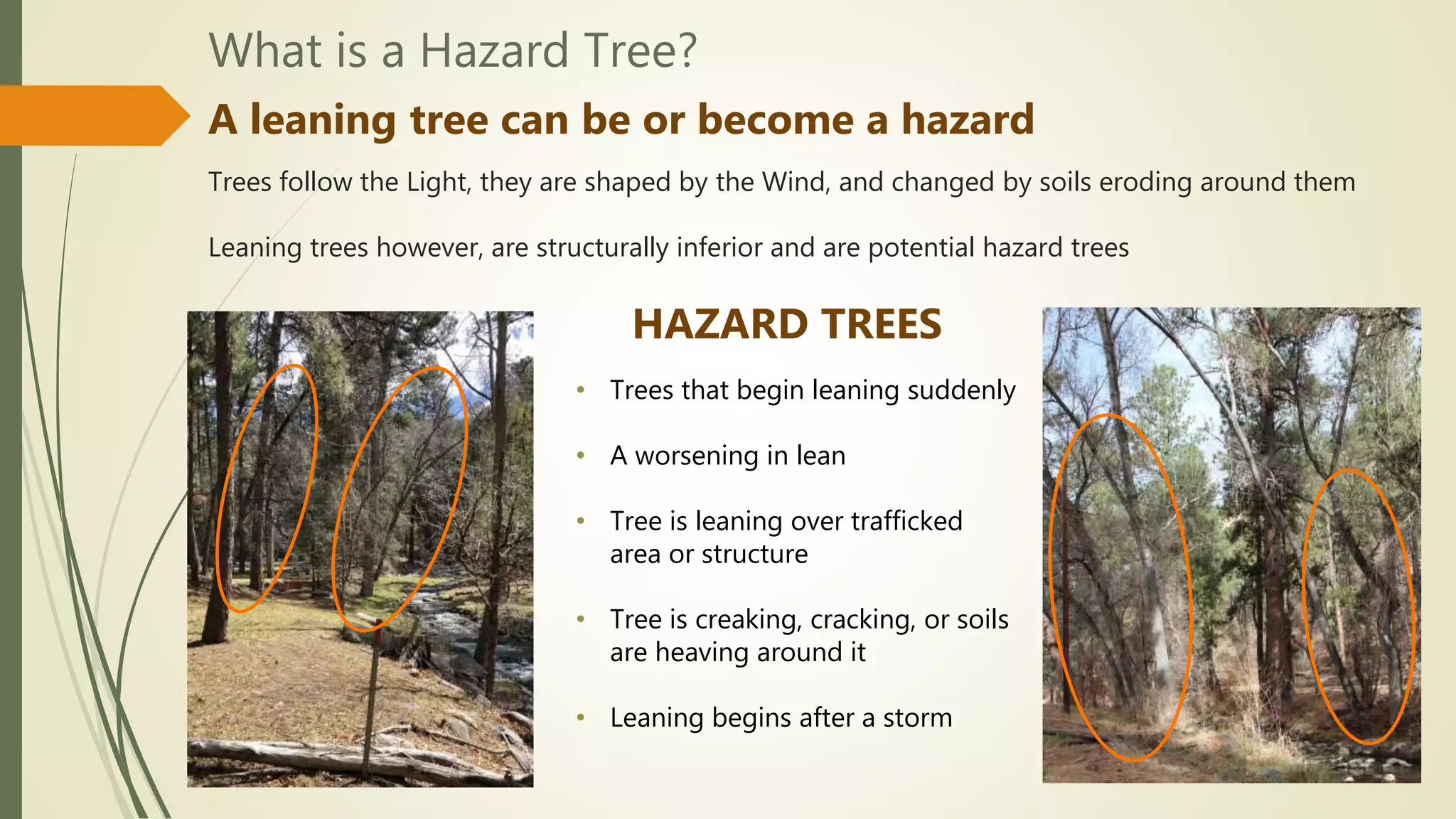 What is a Hazard Tree?
A leaning tree can be or become a hazard
Trees follow the Light, they are shaped by the Wind, and changed by soils eroding around them
Leaning trees however, are structurally inferior and are potential hazard trees
• Trees that begin leaning suddenly
• A worsening in lean
• Tree is leaning over trafficked
area or structure
• Tree is creaking, cracking, or soils
are heaving around it
• Leaning begins after a storm
HAZARD TREES
 