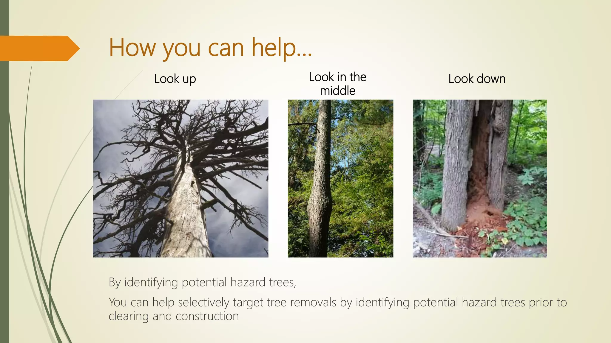 How you can help…
By identifying potential hazard trees,
You can help selectively target tree removals by identifying potential hazard trees prior to
clearing and construction
Look up Look in the
middle
Look down
 