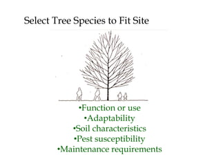 Tree installation and establishment ppt | PPTX
