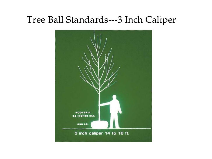 Tree installation and establishment ppt