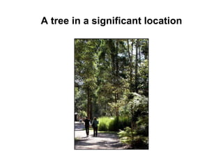 A tree in a significant location 