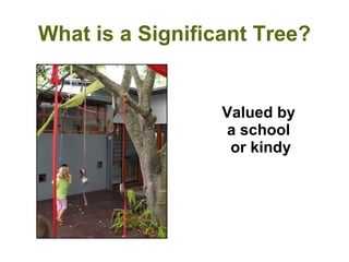 Valued by  a school  or kindy What is a Significant Tree? 