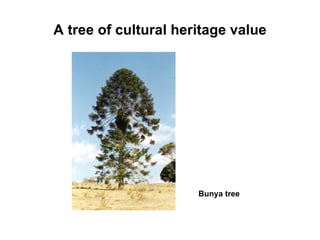 A tree of cultural heritage value Bunya tree 