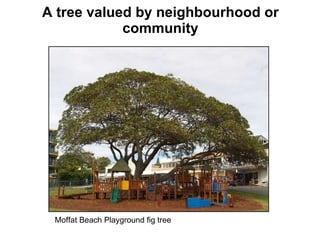 A tree valued by neighbourhood or community Moffat Beach Playground fig tree 