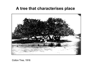 A tree that characterises place Cotton Tree, 1918 