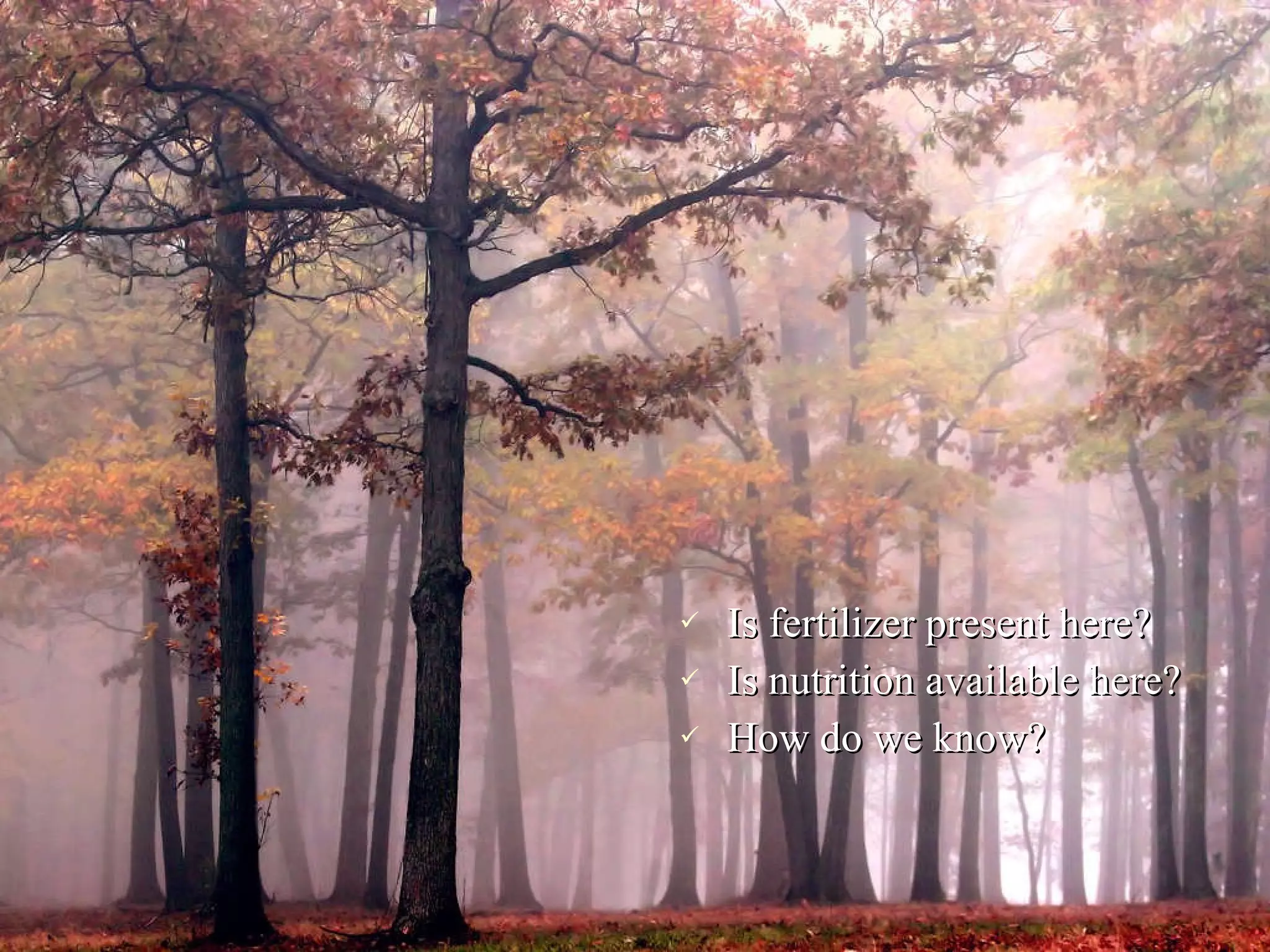 Is fertilizer present here? Is nutrition available here? How do we know? 