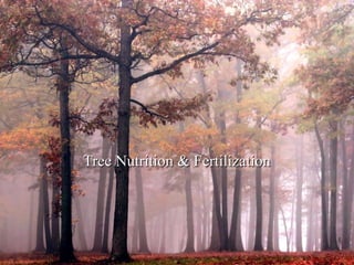Tree Nutrition & Fertilization 