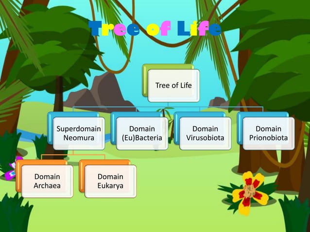 Tree of Life | PDF | Biological Sciences | Science