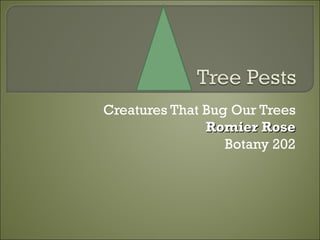 Creatures That Bug Our Trees Romier Rose Botany 202 